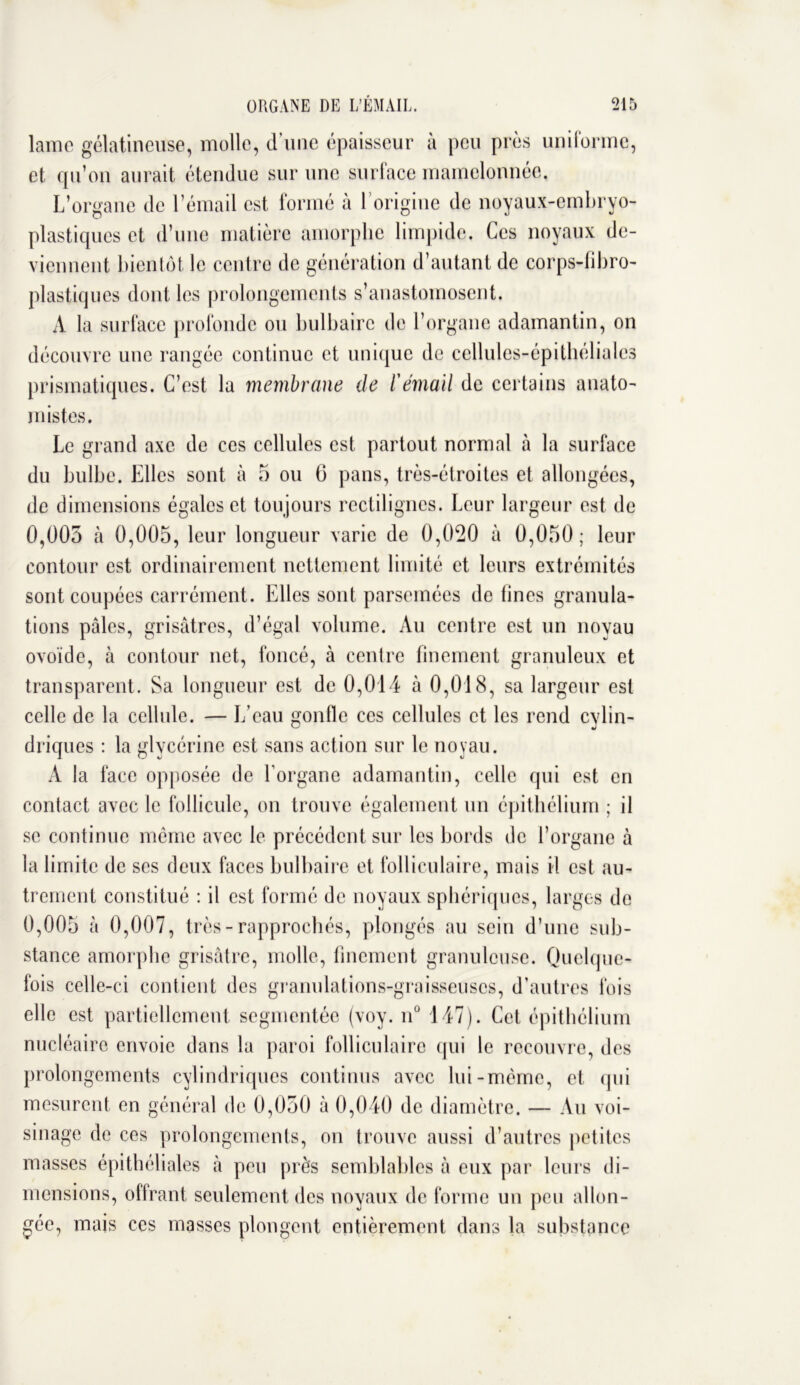 lame gélatineuse, molle, d’une épaisseur à peu près unilorme, et qu’on aurait étendue sur une surface mamelonnée. L’organe de l’émail est formé à 1 origine de noyaux-embryo- plastiques et d’une matière amorphe limpide. Ces noyaux de- viennent bientôt le centre de génération d’autant de corps-fibro- plastiques dont les prolongements s’anastomosent. A la surface profonde ou bulbaire de l’organe adamantin, on découvre une rangée continue et unique de cellules-épithéliales prismatiques. C’est la membrane de ïémail de certains anato- mistes. Le grand axe de ces cellules est partout normal à la surface du bulbe. Elles sont à 5 ou 6 pans, très-étroites et allongées, de dimensions égales et toujours rectilignes. Leur largeur est de 0,005 à 0,005, leur longueur varie de 0,020 à 0,050; leur contour est ordinairement nettement limité et leurs extrémités sont coupées carrément. Elles sont parsemées de fines granula- tions pâles, grisâtres, d’égal volume. Au centre est un noyau ovoïde, à contour net, foncé, à centre finement granuleux et transparent. Sa longueur est de 0,014 à 0,018, sa largeur est celle de la cellule. — L’eau gonfle ces cellules et les rend cylin- driques : la glycérine est sans action sur le noyau. A la face opposée de l’organe adamantin, celle qui est en contact avec le follicule, on trouve également un épithélium ; il se continue même avec le précédent sur les bords de l’organe à la limite de ses deux faces bulbaire et folliculaire, mais il est au- trement constitué : il est formé de noyaux sphériques, larges do 0,005 à 0,007, très-rapprochés, plongés au sein d’une sub- stance amorphe grisâtre, molle, finement granuleuse. Quelque- fois celle-ci contient des granulations-graisseuscs, d’autres fois elle est partiellement segmentée (voy. n° 147). Cet épithélium nucléaire envoie dans la paroi folliculaire qui le recouvre, des prolongements cylindriques continus avec lui-même, et (pii mesurent en général de 0,050 à 0,040 de diamètre. — Au voi- sinage de ces prolongements, on trouve aussi d’autres petites masses épithéliales à peu près semblables à eux par leurs di- mensions, offrant seulement des noyaux de forme un peu allon- gée, mais ces masses plongent entièrement dans la substance