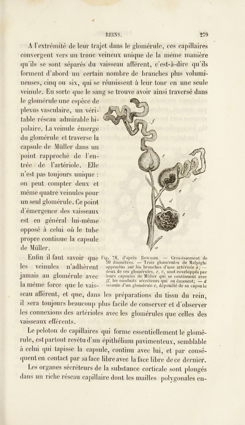 A l’extrémité de leur trajet dans le glomérule, ces capillaires convergent vers un tronc veineux unique de la même manière qu’ils se sont séparés du vaisseau afférent, c’est-à-dire qu’ils forment d’abord un certain nombre de branches plus volumi- neuses, cinq ou six, qui se réunissent à leur tour en une seule veinule. En sorte que le sang se trouve avoir ainsi traversé dans le glomérule une espèce de plexus vasculaire, un véri- table réseau admirable bi- polaire. La veinule émerge du glomérule et traverse la capsule de Millier dans un point rapproché de l’en- trée de l’artériole. Elle n’est pas toujours unique : on peut compter deux et même quatre veinules pour un seul glomérule. Ce point d’émergence des vaisseaux est en général lui-même opposé à celui où le tube propre continue la capsule de Millier. Enfin il faut savoir que les veinules n’adhèrent jamais au glomérule avec la même force que le vais- Fig. 78, d'après Bowman — Grossissement de 70 diamètres. — Trois glomérules de Malpighi appendus sur les branches d’une artériole a; — deux de ces glomérules, e, f, sont enveloppés par leurs capsules de Millier qui se continuent avec If, les conduits sécréteurs qui en émanent; — d veinule d’un glomérule c, dépouillé de sa capsule seau afférent, et que, dans les préparations du tissu du rein, il sera toujours beaucoup plus facile de conserver et d’observer les connexions des artérioles avec les glomérules que celles des vaisseaux efférents. Le peloton de capillaires qui forme essentiellement le glomé- rule, est partout revêtu d’un épithélium pavimenteux, semblable a celui qui tapisse la capsule, continu avec lui, et par consé- quent en contact par salace libre avec la face libre de ce dernier. Les organes sécréteurs de la substance corticale sont plongés dans un riche réseau capillaire dont les mailles polygonales en-