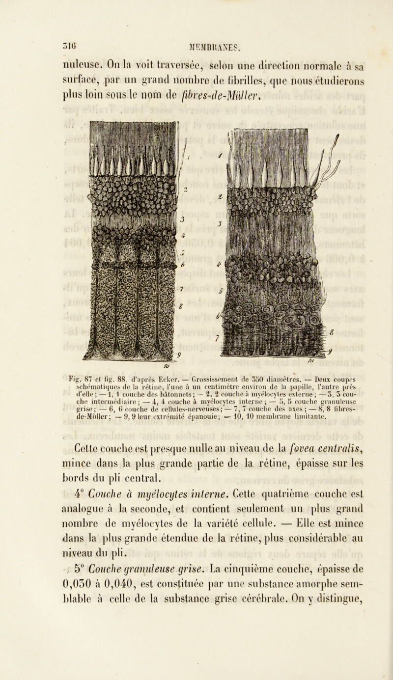 nulcuse. On la voit traversée, selon une direction normale à sa surface, par un grand nombre de fibrilles, que nous étudierons plus loin sous le nom de fibres~t1e-MiUlei\ 70 Fig. 87 et lig. 88, d’après Ecker. — Grossissement de 550 diamètres. — Deux coupes schématiques de la rétine, l’une à un centimètre environ de la papille, l’autre près d’elle; — 1, 1 couche des bâtonnets; — 2, 2 couche à myélocytes externe ; —5, 5 cou- che intermédiaire; —-i, 4 couche à myélocytes interne; — 5, 5 couche granuleuse grise; — 6, G couche de cellules-nerveuses; — 7,7 couche des axes ; — 8, 8 libres- de-Müller; — 9,9 leur extrémité épanouie; — 10, 10 membrane limitante. Cette couche est presque nulle au niveau de la fovea centralisa mince dans la plus grande partie de la rétine, épaisse sur les bords du pli central. 4° Couche à myélocytes interne. Cette quatrième couche est analogue à la seconde, et contient seulement un plus grand nombre de myélocytes de la variété cellule. — Elle est mince dans la plus grande étendue de la rétine, plus considérable au niveau du pli. ; 5° Couche granuleuse grise. La cinquième couche, épaisse de 0,050 h 0,040, est constituée par une substance amorphe sem- blable à celle de la substance grise cérébrale. On y distingue,