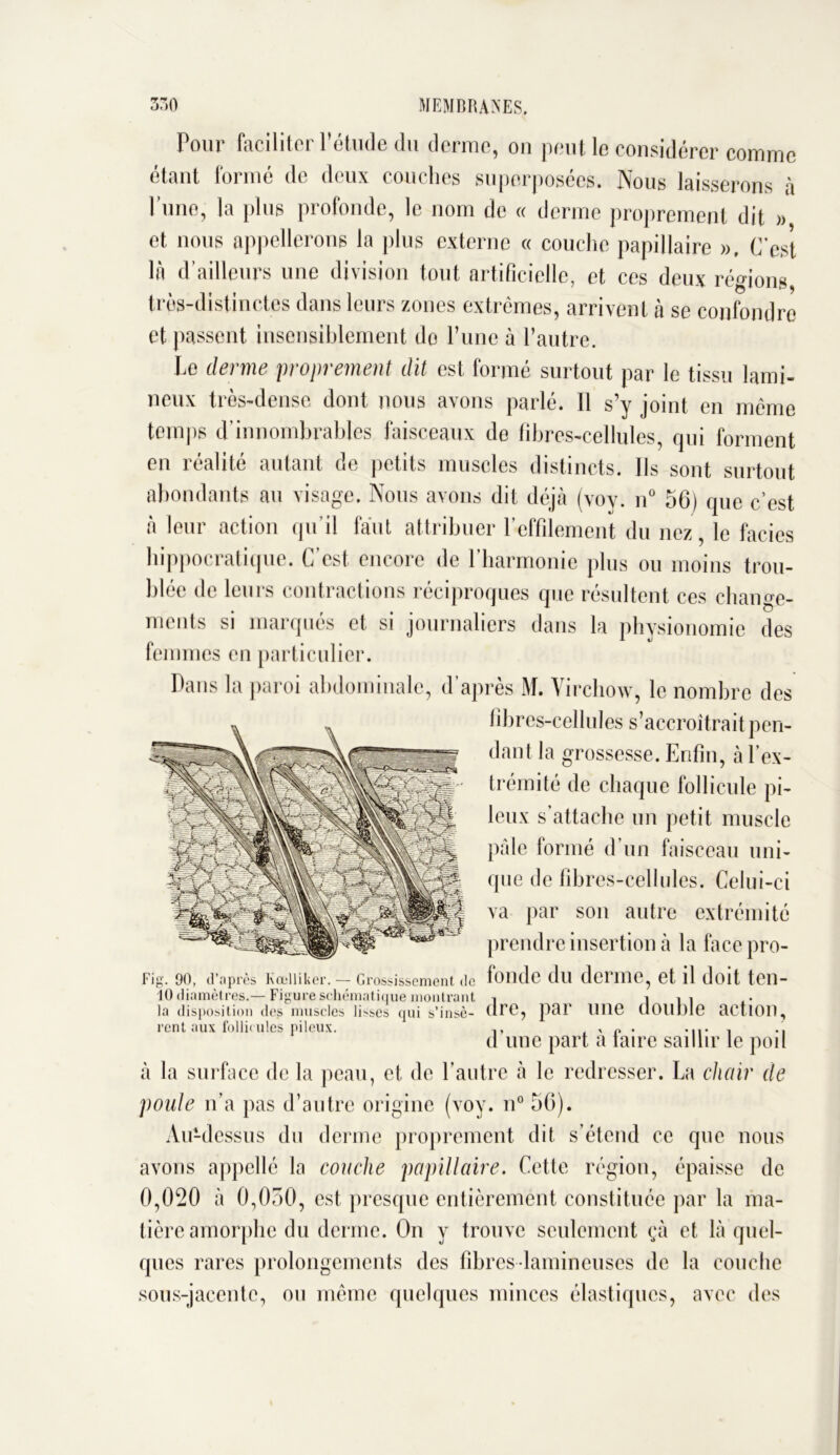 Pour faciliter l’étude du derme, ou peut le considérer comme étant formé de deux couches superposées. Nous laisserons à 1 une, la plus profonde, le nom de « derme proprement dit » et nous appellerons la plus externe « couche papillaire », C’est là d’ailleurs une division tout artificielle, et ces deux régions très-distinctes dans leurs zones extrêmes, arrivent à se confondre et passent insensiblement de l’une à l’autre. Le derme proprement dit est formé surtout par le tissu lami- neux très-dense dont nous avons parlé. Il s’y joint en même temps d innombrables faisceaux de fibres-cellules, qui forment en réalité autant de petits muscles distincts. Ils sont surtout abondants au visage. Nous avons dit déjà (voy. n° 56) que c’est à leur action qu’il faut attribuer l’effilement du nez, le faciès hippocratique. C’est encore de l’harmonie plus ou moins trou- blée de leurs contractions réciproques que rés u 1 tout ces change- ments si marqués et si journaliers dans la physionomie des femmes en particulier. Dans la paroi abdominale, d’après M. Virchow, le nombre des fibres-cellules s’accroîtrait pen- dant la grossesse. Enfin, à l’ex- trémité de chaque follicule pi- leux s’attache un petit muscle pâle formé d’un faisceau uni- que de fibres-cellules. Celui-ci va par sou autre extrémité prendre insertion à la face pro- Fig. 90, d’après Kœlliker. — Grossissement de fonde du derme, et il doit ten- 10 diamètres.— Figure schématique montrant la disposition des muscle rent aux follicules pileux. la disposition des muscles lisses qui s’insc- drC, par 11116 double actlOU, d’une part à faire saillir le poil à la surface de la peau, et de l’autre cà le redresser. La chair de poule n’a pas d’autre origine (voy. n° 56). Au'-dessus du derme proprement dit s’étend ce que nous avons appellé la couche papillaire. Cette région, épaisse de 0,020 à 0,050, est presque entièrement constituée par la ma- tière amorphe du derme. On y trouve seulement çà et là quel- ques rares prolongements des fibres lamineuses de la couche sous-jacente, ou même quelques minces élastiques, avec des