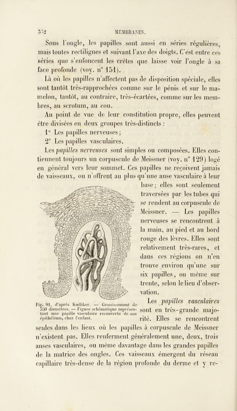 Sous l’ongle, les papilles sont aussi en séries régulières, mais toutes rectilignes et suivant l’axe des doigts. C’est entre ces séries que s’enfoncent les crêtes que laisse voir l’ongle à sa face profonde (voy. n° 151). Là où les papilles n’affectent pas de disposition spéciale, elles sont tantôt très-rapprochées comme sur le pénis et sur le ma- melon, tantôt, au contraire, très-écartées, comme sur les mem- bres, au scrotum, au cou. Au point de vue de leur constitution propre, elles peuvent être divisées en deux groupes très-distincts : 1° Les papilles nerveuses; 2° Les papilles vasculaires. Les papilles nerveuses sont simples ou composées. Elles con- tiennent toujours un corpuscule de Meissner (voy. n° 129) logé en général vers leur sommet. Ces papilles ne reçoivent jamais de vaisseaux, ou n’offrent au plus qu’une anse vasculaire à leur base ; elles sont seulement traversées par les tubes qui se rendent au corpuscule de Meissner. — Les papilles nerveuses se rencontrent à la main, au pied et au bord rouge des lèvres. Elles sont relativement très-rares, et dans ces régions on n’en trouve environ qu’une sur six papilles, ou même sur trente, selon le lieu d’obser- vation. Les papilles vasculaires Grossissement de Fig. 91, d’après Kœlliker. 550 diamètres. — Figure schématique représen- goût eil très-grande lUajo- tant une papille vasculaire recouverte de son . ° J épithélium, chez l’enfant. rité. Elles se rencontrent seules dans les lieux où les papilles à corpuscule de Meissner n’existent pas. Elles renferment généralement une, deux, trois anses vasculaires, ou même davantage dans les grandes papilles de la matrice des ongles. Ces vaisseaux émergent du réseau capillaire très-dense de la région profonde du derme et y rc-