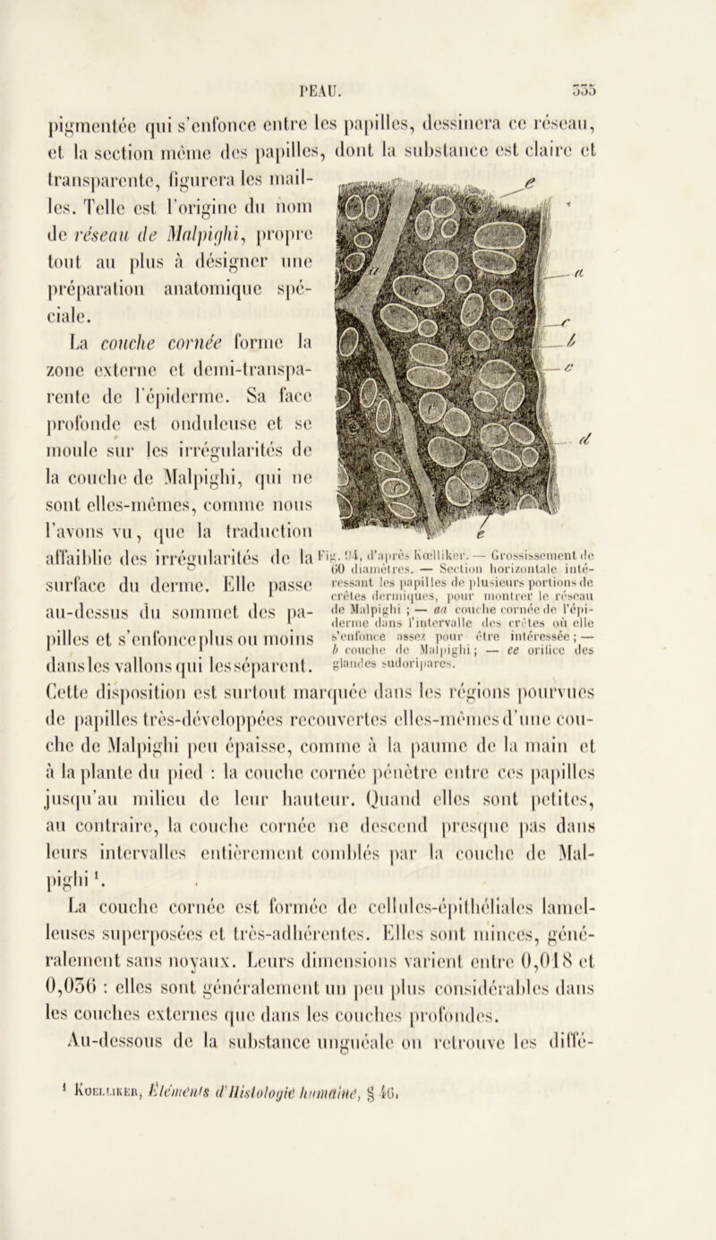 pigmentée qui s’enfonce entre les papilles, dessinera ce réseau, et la section môme des papilles, dont la substance est claire et transparente, figurera les mail- les. Telle est l’origine du nom de réseau de Malpighi, propre tout au plus à désigner une préparation anatomique spé- ciale. La couche cornée forme la zone externe et demi-transpa- rente de l’épiderme. Sa face profonde est, onduleuse et se moule sur les irrégularités de la couche de Malpighi, qui ne sont elles-mêmes, comme nous l’avons vu, que la traduction affaiblie des irrégularités de laFiÇ',J|» l,,a.l‘rè* Kœllikci-. — Grossissement <le ° bü diamètres. — Section horizontale înte- Slirface du derme. Elle passe ressaut les papilles de plusieurs portions de 1 cretes dermiques, pour montrer le reseau au-dessus du sommet des pa- Malpighi ;-aa couche cornée de l’épi- 1 derme dans 1 intervalle des cretes ou elle pilles et s’enfonce plus OU moins Renfonce assez pour être intéressée; — 1 1 b couche de Malpighi; — ee orilicc des dans les vallons qui lesséparent. slan(,es sudoriparcs. Cette disposition est surtout marquée dans les régions pourvues de papilles très-développées recouvertes elles-mêmes d’une cou- che de Malpighi peu épaisse, comme à la paume de la main et à la plante du pied : la couche cornée pénètre entre ces papilles jusqu’au milieu de leur hauteur. Quand elles sont petites, au contraire, la couche cornée ne descend presque pas dans leurs intervalles entièrement comblés par la couche de Mal- pighil. La couche cornée est formée de cellides-épithélialcs lamel- leuses superposées et très-adhérentes. Elles sont minces, géné- ralement sans noyaux. Leurs dimensions varient entre 0,018 cl 0,050 : elles sont généralement un peu plus considérables dans les couches externes que dans les couches profondes. Au-dessous de la substance unguéale on retrouve les diffé-