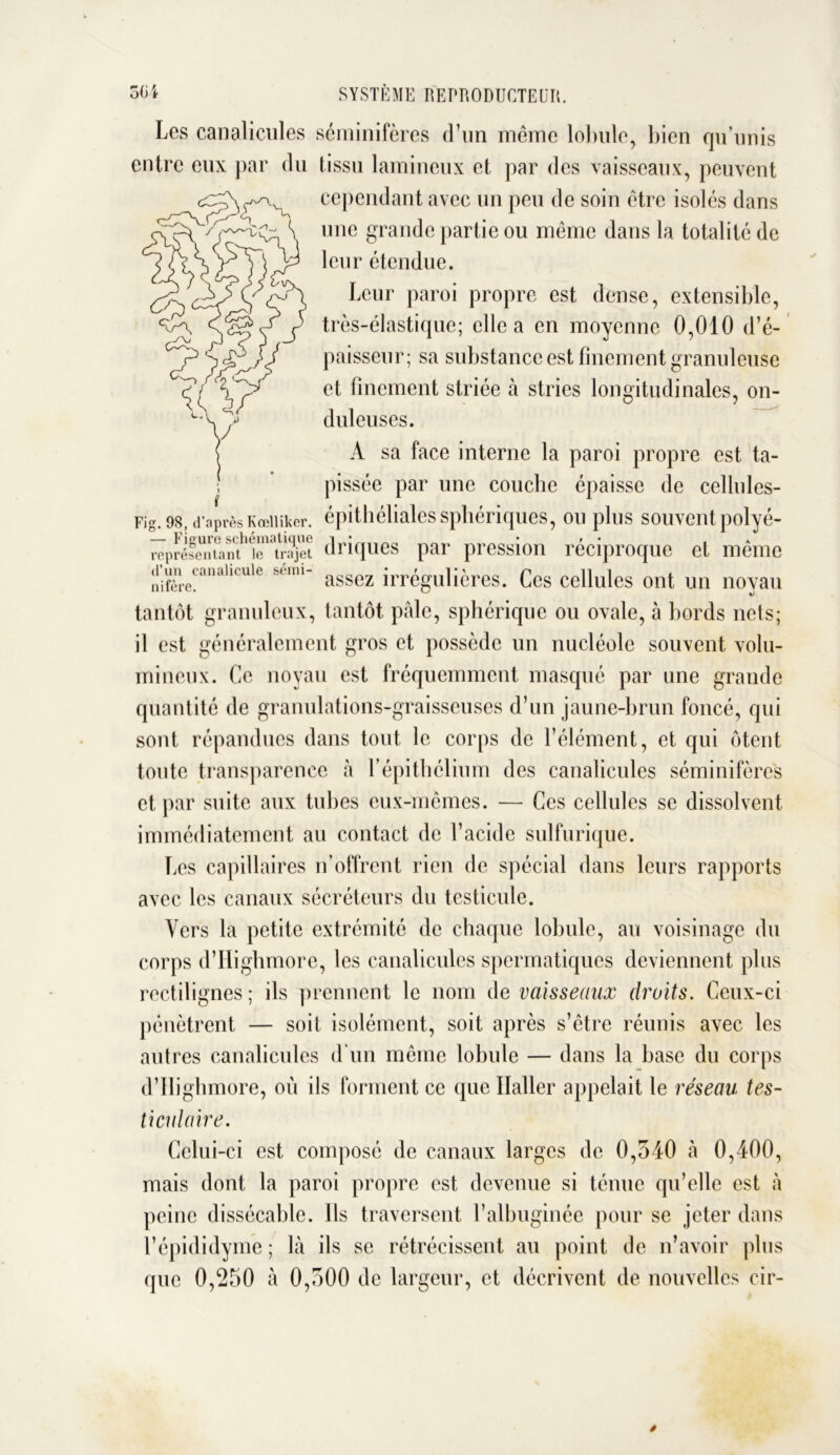 Les canalicules séminifères d’un même lobule, bien qu’unis entre eux par du tissu lamineux et par des vaisseaux, peuvent cependant avec un peu de soin être isolés dans une grande partie ou même dans la totalité de leur étendue. Leur paroi propre est dense, extensible, très-élastique; elle a en moyenne 0,010 d’é- paisseur; sa substance est finement granuleuse et finement striée à stries longitudinales, on- duleuses. A sa face interne la paroi propre est ta- pissée par une couche épaisse de cellules- Fig. 98, d’après Kœiiiker. épithéliales sphériques, ou plus souvent polyé- rëprés^ntant*''le'trajet driques par pression réciproque et même nifère^analicule b<'m assez irrégulières. Ces cellules ont un noyau tantôt granuleux, tantôt pâle, sphérique ou ovale, à bords nets; il est généralement gros et possède un nucléole souvent volu- mineux. Ce noyau est fréquemment masqué par une grande quantité de granulations-graisseuses d’un jaune-brun foncé, qui sont répandues dans tout le corps de l’élément, et qui ôtent toute transparence à l’épithélium des canalicules séminifères et par suite aux tubes eux-mêmes. — Ces cellules se dissolvent immédiatement au contact de l’acide sulfurique. Les capillaires n’offrent rien de spécial dans leurs rapports avec les canaux sécréteurs du testicule. Vers la petite extrémité de chaque lobule, art voisinage du corps d’Highmore, les canalicules spermatiques deviennent plus rectilignes; ils prennent le nom de vaisseaux droits. Ceux-ci pénètrent — soit isolément, soit après s’être réunis avec les autres canalicules d’un même lobule — dans la base du corps d’Ilighmore, où ils forment ce que Haller appelait le réseau tes- ticulaire. Celui-ci est composé de canaux larges de 0,540 à 0,400, mais dont la paroi propre est devenue si ténue qu’elle est à peine dissécable. Ils traversent l’albuginée pour se jeter dans l’épididyme ; là ils se rétrécissent au point de n’avoir plus que 0,250 à 0,500 de largeur, et décrivent de nouvelles cir-