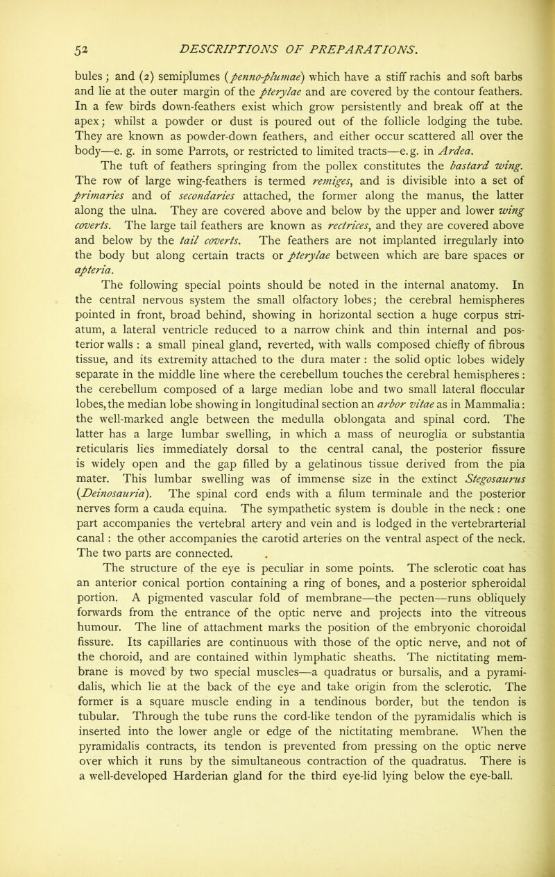 bules ; and (2) semiplumes (penno-plumae) which have a stiff rachis and soft barbs and lie at the outer margin of the pterylae and are covered by the contour feathers. In a few birds down-feathers exist which grow persistently and break off at the apex; whilst a powder or dust is poured out of the follicle lodging the tube. They are known as powder-down feathers, and either occur scattered all over the body—e. g. in some Parrots, or restricted to limited tracts—e.g. in Ardea. The tuft of feathers springing from the pollex constitutes the bastard wing. The row of large wing-feathers is termed remiges, and is divisible into a set of primaries and of secondaries attached, the former along the manus, the latter along the ulna. They are covered above and below by the upper and lower wing coverts. The large tail feathers are known as rectrices, and they are covered above and below by the tail coverts. The feathers are not implanted irregularly into the body but along certain tracts or pterylae between which are bare spaces or apteria. The following special points should be noted in the internal anatomy. In the central nervous system the small olfactory lobes; the cerebral hemispheres pointed in front, broad behind, showing in horizontal section a huge corpus stri- atum, a lateral ventricle reduced to a narrow chink and thin internal and pos- terior walls : a small pineal gland, reverted, with walls composed chiefly of fibrous tissue, and its extremity attached to the dura mater : the solid optic lobes widely separate in the middle line where the cerebellum touches the cerebral hemispheres: the cerebellum composed of a large median lobe and two small lateral floccular lobes,the median lobe showing in longitudinal section an arbor vitae as in Mammalia: the well-marked angle between the medulla oblongata and spinal cord. The latter has a large lumbar swelling, in which a mass of neuroglia or substantia reticularis lies immediately dorsal to the central canal, the posterior fissure is widely open and the gap filled by a gelatinous tissue derived from the pia mater. This lumbar swelling was of immense size in the extinct Stegosaurus (Deinosauria). The spinal cord ends with a filum terminale and the posterior nerves form a cauda equina. The sympathetic system is double in the neck: one part accompanies the vertebral artery and vein and is lodged in the vertebrarterial canal: the other accompanies the carotid arteries on the ventral aspect of the neck. The two parts are connected. The structure of the eye is peculiar in some points. The sclerotic coat has an anterior conical portion containing a ring of bones, and a posterior spheroidal portion. A pigmented vascular fold of membrane—the pecten—runs obliquely forwards from the entrance of the optic nerve and projects into the vitreous humour. The line of attachment marks the position of the embryonic choroidal fissure. Its capillaries are continuous with those of the optic nerve, and not of the choroid, and are contained within lymphatic sheaths. The nictitating mem- brane is moved by two special muscles—a quadratus or bursalis, and a pyrami- dalis, which lie at the back of the eye and take origin from the sclerotic. The former is a square muscle ending in a tendinous border, but the tendon is tubular. Through the tube runs the cord-like tendon of the pyramidalis which is inserted into the lower angle or edge of the nictitating membrane. When the pyramidalis contracts, its tendon is prevented from pressing on the optic nerve over which it runs by the simultaneous contraction of the quadratus. There is a well-developed Harderian gland for the third eye-lid lying below the eye-ball.