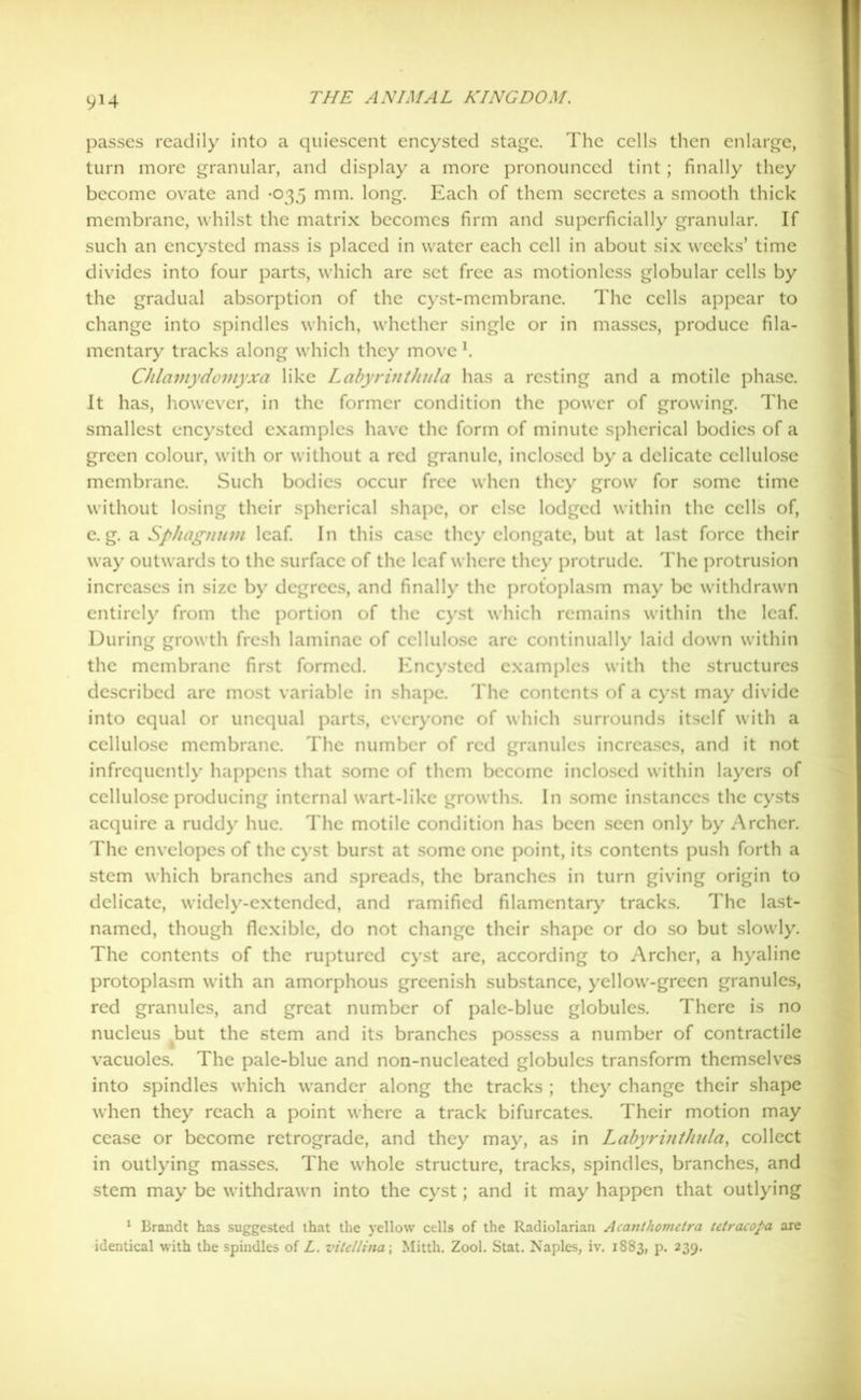 9*4 passes readily into a quiescent encysted stage. The cells then enlarge, turn more granular, and display a more pronounced tint; finally they become ovate and -035 mm. long. Each of them secretes a smooth thick membrane, whilst the matrix becomes firm and superficially granular. If such an encysted mass is placed in water each cell in about six weeks’ time divides into four parts, which are set free as motionless globular cells by the gradual absorption of the cyst-membrane. The cells appear to change into spindles which, whether single or in masses, produce fila- mentary tracks along which they move l. Chlamydomyxa like Labyrinthula has a resting and a motile phase. It has, however, in the former condition the power of growing. The smallest encysted examples have the form of minute spherical bodies of a green colour, with or without a red granule, inclosed by a delicate cellulose membrane. Such bodies occur free when they grow for some time without losing their spherical shape, or else lodged within the cells of, e. g. a Sphagniun leaf. In this case they elongate, but at last force their way outwards to the surface of the leaf where they protrude. The protrusion increases in size by degrees, and finally the protoplasm may be withdrawn entirely from the portion of the cyst which remains within the leaf. During growth fresh laminae of cellulose arc continually laid down within the membrane first formed. Encysted examples with the structures described arc most variable in shape. The contents of a cyst may divide into equal or unequal parts, everyone of which surrounds itself with a cellulose membrane. The number of red granules increases, and it not infrequently happens that some of them become inclosed within layers of cellulose producing internal wart-like growths. In some instances the cysts acquire a ruddy hue. The motile condition has been seen only by Archer. The envelopes of the cyst burst at some one point, its contents push forth a stem which branches and spreads, the branches in turn giving origin to delicate, widely-extended, and ramified filamentary tracks. The last- named, though flexible, do not change their shape or do so but slowly. The contents of the ruptured cyst are, according to Archer, a hyaline protoplasm with an amorphous greenish substance, yellow-green granules, red granules, and great number of pale-blue globules. There is no nucleus but the stem and its branches possess a number of contractile vacuoles. The pale-blue and non-nucleated globules transform themselves into spindles which wander along the tracks ; they change their shape when they reach a point where a track bifurcates. Their motion may cease or become retrograde, and they may, as in Labyrinthula, collect in outlying masses. The whole structure, tracks, spindles, branches, and stem may be withdrawn into the cyst; and it may happen that outlying 1 Brandt has suggested that the yellow cells of the Radiolarian Acanthomclra telracofa are