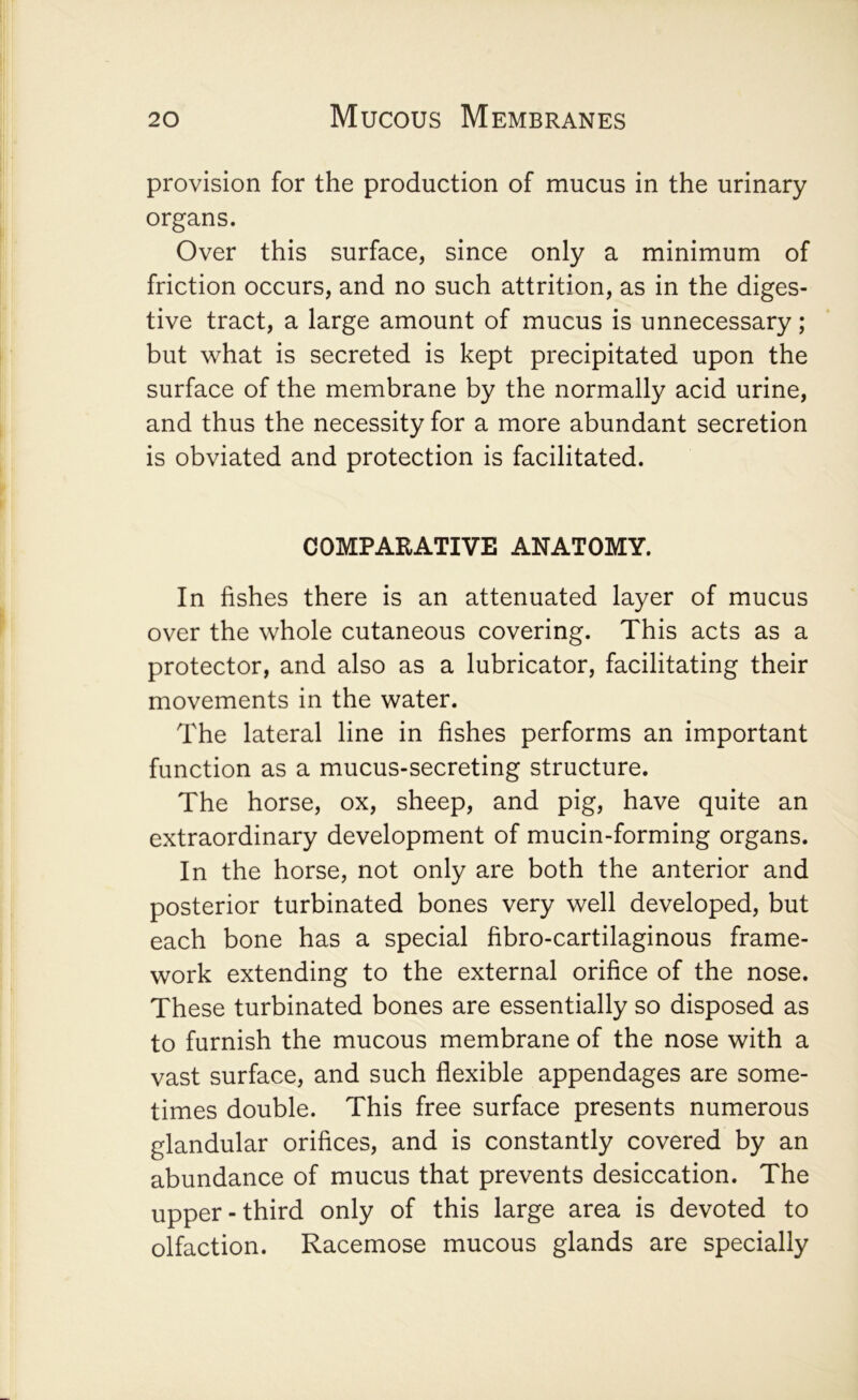 provision for the production of mucus in the urinary organs. Over this surface, since only a minimum of friction occurs, and no such attrition, as in the diges- tive tract, a large amount of mucus is unnecessary; but what is secreted is kept precipitated upon the surface of the membrane by the normally acid urine, and thus the necessity for a more abundant secretion is obviated and protection is facilitated. COMPARATIVE ANATOMY. In fishes there is an attenuated layer of mucus over the whole cutaneous covering. This acts as a protector, and also as a lubricator, facilitating their movements in the water. The lateral line in fishes performs an important function as a mucus-secreting structure. The horse, ox, sheep, and pig, have quite an extraordinary development of mucin-forming organs. In the horse, not only are both the anterior and posterior turbinated bones very well developed, but each bone has a special fibro-cartilaginous frame- work extending to the external orifice of the nose. These turbinated bones are essentially so disposed as to furnish the mucous membrane of the nose with a vast surface, and such flexible appendages are some- times double. This free surface presents numerous glandular orifices, and is constantly covered by an abundance of mucus that prevents desiccation. The upper-third only of this large area is devoted to olfaction. Racemose mucous glands are specially