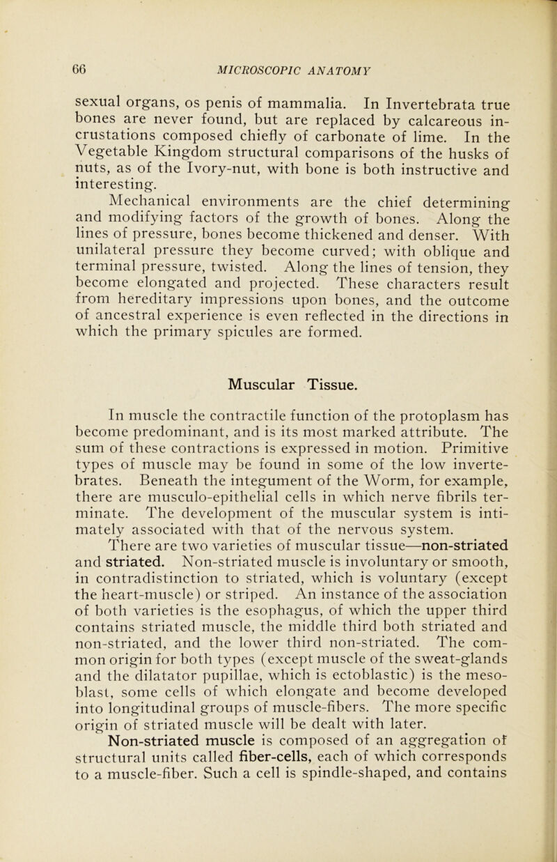 sexual organs, os penis of mammalia. In Invertebrata true bones are never found, but are replaced by calcareous in- crustations composed chiefly of carbonate of lime. In the Vegetable Kingdom structural comparisons of the husks of nuts, as of the Ivory-nut, with bone is both instructive and interesting. Mechanical environments are the chief determining and modifying factors of the growth of bones. Along the lines of pressure, bones become thickened and denser. With unilateral pressure they become curved; with oblique and terminal pressure, twisted. Along the lines of tension, they become elongated and projected. These characters result from hereditary impressions upon bones, and the outcome of ancestral experience is even reflected in the directions in which the primary spicules are formed. Muscular Tissue. In muscle the contractile function of the protoplasm has become predominant, and is its most marked attribute. The sum of these contractions is expressed in motion. Primitive types of muscle may be found in some of the low inverte- brates. Beneath the integument of the Worm, for example, there are musculo-epithelial cells in which nerve fibrils ter- minate. The development of the muscular system is inti- mately associated with that of the nervous system. There are two varieties of muscular tissue—non-striated and striated. Non-striated muscle is involuntary or smooth, in contradistinction to striated, which is voluntary (except the heart-muscle) or striped. An instance of the association of both varieties is the esophagus, of which the upper third contains striated muscle, the middle third both striated and non-striated, and the lower third non-striated. The com- mon origin for both types (except muscle of the sweat-glands and the dilatator pupillae, which is ectoblastic) is the meso- blast, some cells of which elongate and become developed into longitudinal groups of muscle-fibers. The more specific origin of striated muscle will be dealt with later. Non-striated muscle is composed of an aggregation of structural units called fiber-cells, each of which corresponds to a muscle-fiber. Such a cell is spindle-shaped, and contains