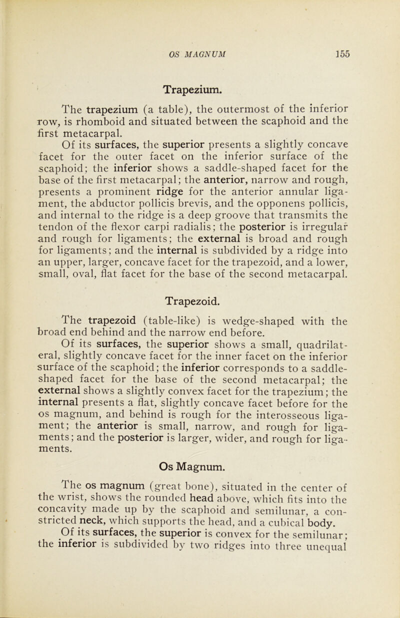 Trapezium. The trapezium (a table), the outermost of the inferior row, is rhomboid and situated between the scaphoid and the first metacarpal. Of its surfaces, the superior presents a slightly concave facet for the outer facet on the inferior surface of the scaphoid; the inferior shows a saddle-shaped facet for the base of the first metacarpal; the anterior, narrow and rough, presents a prominent ridge for the anterior annular liga- ment, the abductor pollicis brevis, and the opponens pollicis, and internal to the ridge is a deep groove that transmits the tendon of the flexor carpi radialis; the posterior is irregular and rough for ligaments; the external is broad and rough for ligaments; and the internal is subdivided by a ridge into an upper, larger, concave facet for the trapezoid, and a lower, small, oval, flat facet for the base of the second metacarpal. Trapezoid. The trapezoid (table-like) is wedge-shaped with the broad end behind and the narrow end before. Of its surfaces, the superior shows a small, quadrilat- eral, slightly concave facet for the inner facet on the inferior surface of the scaphoid; the inferior corresponds to a saddle- shaped facet for the base of the second metacarpal; the external shows a slightly convex facet for the trapezium; the internal presents a flat, slightly concave facet before for the os magnum, and behind is rough for the interosseous liga- ment; the anterior is small, narrow, and rough for liga- ments; and the posterior is larger, wider, and rough for liga- ments. Os Magnum. The os magnum (great bone), situated in the center of the wrist, shows the rounded head above, which fits into the concavity made up by the scaphoid and semilunar, a con- stricted neck, which supports the head, and a cubical body. Of its surfaces, the superior is convex for the semilunar; the inferior is subdivided by two ridges into three unequal