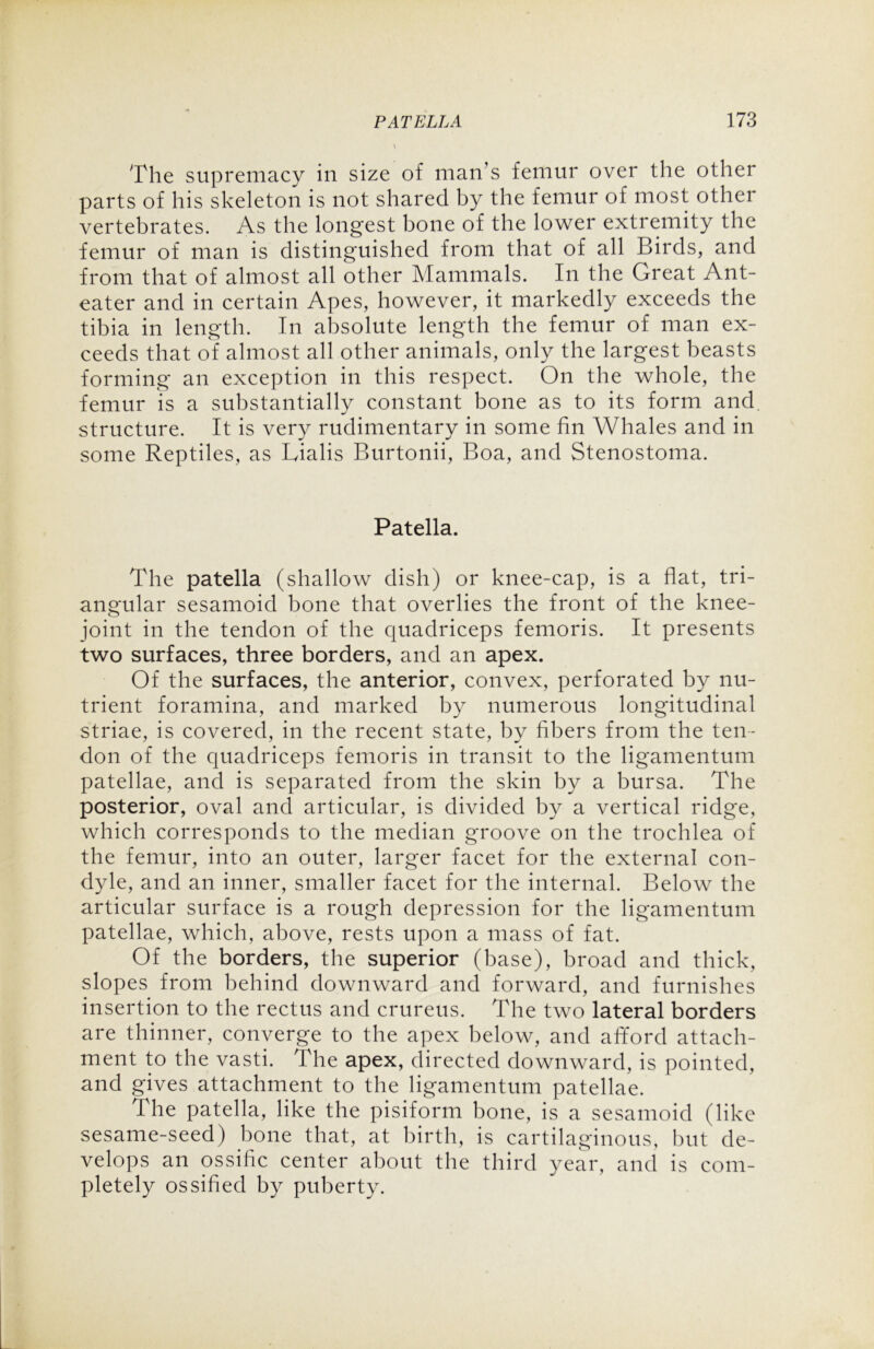 The supremacy in size of man’s femur over the other parts of his skeleton is not shared by the femur of most other vertebrates. As the longest bone of the lower extremity the femur of man is distinguished from that of all Birds, and from that of almost all other Mammals. In the Great Ant- eater and in certain Apes, however, it markedly exceeds the tibia in length. In absolute length the femur of man ex- ceeds that of almost all other animals, only the largest beasts forming an exception in this respect. On the whole, the femur is a substantially constant bone as to its form and. structure. It is very rudimentary in some fin Whales and in some Reptiles, as Lialis Burtonii, Boa, and Stenostoma. Patella. The patella (shallow dish) or knee-cap, is a flat, tri- angular sesamoid bone that overlies the front of the knee- joint in the tendon of the quadriceps femoris. It presents two surfaces, three borders, and an apex. Of the surfaces, the anterior, convex, perforated by nu- trient foramina, and marked by numerous longitudinal striae, is covered, in the recent state, by fibers from the ten- don of the quadriceps femoris in transit to the ligamentum patellae, and is separated from the skin by a bursa. The posterior, oval and articular, is divided by a vertical ridge, which corresponds to the median groove on the trochlea of the femur, into an outer, larger facet for the external con- dyle, and an inner, smaller facet for the internal. Below the articular surface is a rough depression for the ligamentum patellae, which, above, rests upon a mass of fat. Of the borders, the superior (base), broad and thick, slopes from behind downward and forward, and furnishes insertion to the rectus and crureus. The two lateral borders are thinner, converge to the apex below, and afford attach- ment to the vasti. The apex, directed downward, is pointed, and gives attachment to the ligamentum patellae. The patella, like the pisiform bone, is a sesamoid (like sesame-seed) bone that, at birth, is cartilaginous, but de- velops an ossific center about the third year, and is com- pletely ossified by puberty.