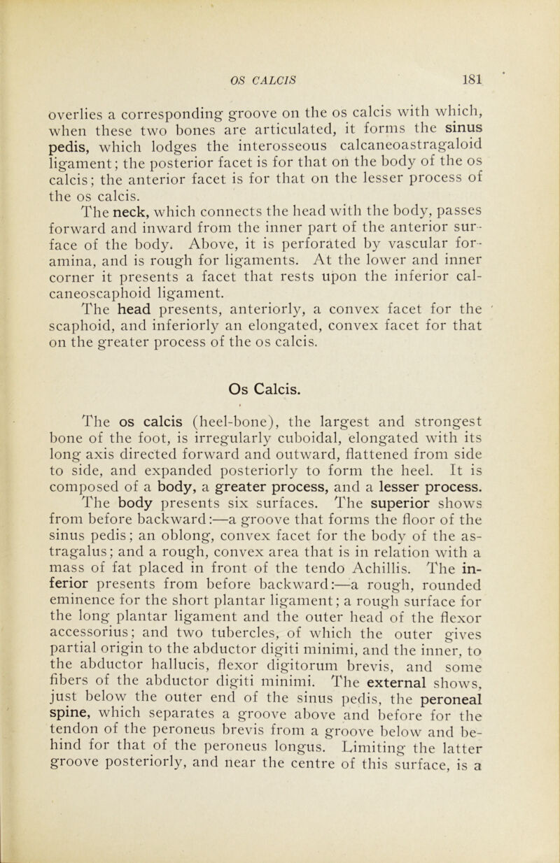 overlies a corresponding groove on the os calcis with which, when these two bones are articulated, it forms the sinus pedis, which lodges the interosseous calcaneoastragaloid ligament; the posterior facet is for that on the body of the os calcis; the anterior facet is for that on the lesser process of the os calcis. The neck, which connects the head with the body, passes forward and inward from the inner part of the anterior sur- face of the body, Above, it is perforated by vascular for- amina, and is rough for ligaments. At the lower and inner corner it presents a facet that rests upon the inferior cal- caneoscaphoid ligament. The head presents, anteriorly, a convex facet for the scaphoid, and interiorly an elongated, convex facet for that on the greater process of the os calcis. Os Calcis. t The os calcis (heel-bone), the largest and strongest bone of the foot, is irregularly cuboidal, elongated with its long axis directed forward and outward, flattened from side to side, and expanded posteriorly to form the heel. It is composed of a body, a greater process, and a lesser process. The body presents six surfaces. The superior shows from before backward:—a groove that forms the floor of the sinus pedis; an oblong, convex facet for the body of the as- tragalus; and a rough, convex area that is in relation with a mass of fat placed in front of the tendo Achillis. The in- ferior presents from before backward:—-a rough, rounded eminence for the short plantar ligament; a rough surface for the long plantar ligament and the outer head of the flexor accessorius; and two tubercles, of which the outer gives partial origin to the abductor digiti minimi, and the inner, to the abductor hallucis, flexor digitorum brevis, and some a uctoi digiti minimi. The external shows, just below the outer end of the sinus pedis, the peroneal spine, which separates a groove above and before for the tendon of the peroneus brevis from a groove below and be- hind for that of the peroneus longus. Limiting the latter groove posteriorly, and near the centre of this surface, is a