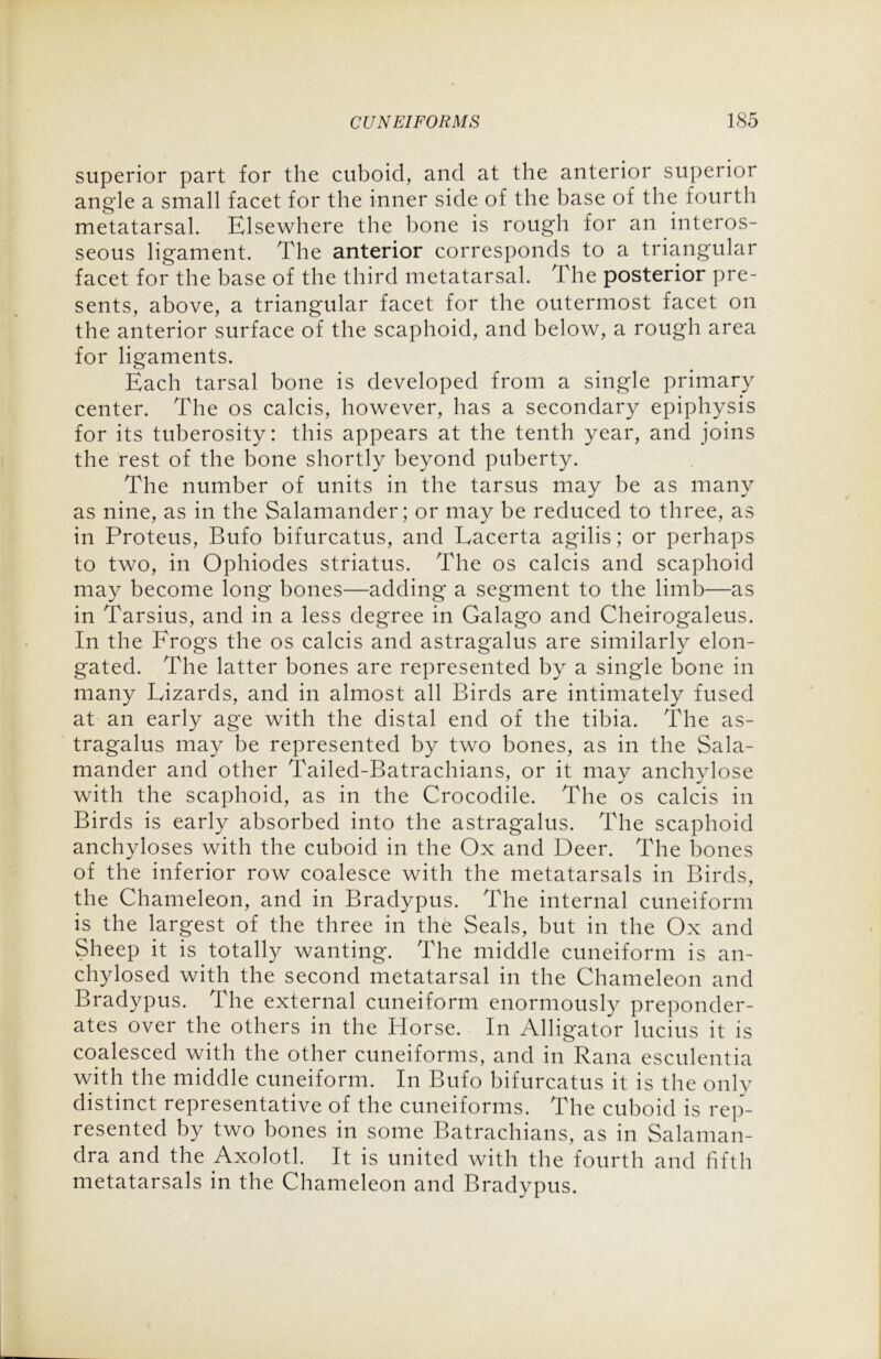 superior part for the cuboid, and at the anterior superior angde a small facet for the inner side of the base of the fourth metatarsal. Elsewhere the bone is rough for an interos- seous ligament. The anterior corresponds to a triangular facet for the base of the third metatarsal. The posterior pre- sents, above, a triangular facet for the outermost facet on the anterior surface of the scaphoid, and below, a rough area for ligaments. Each tarsal bone is developed from a single primary center. The os calcis, however, has a secondary epiphysis for its tuberosity: this appears at the tenth year, and joins the rest of the bone shortly beyond puberty. The number of units in the tarsus may be as many as nine, as in the Salamander; or may be reduced to three, as in Proteus, Bufo bifurcatus, and Lacerta agilis; or perhaps to two, in Ophiodes striatus. The os calcis and scaphoid may become long bones—adding a segment to the limb—as in Tarsius, and in a less degree in Galago and Cheirogaleus. In the Frogs the os calcis and astragalus are similarly elon- gated. The latter bones are represented by a single bone in many Lizards, and in almost all Birds are intimately fused at an early age with the distal end of the tibia. The as- tragalus may be represented by two bones, as in the Sala- mander and other Tailed-Batrachians, or it may anchylose with the scaphoid, as in the Crocodile. The os calcis in Birds is early absorbed into the astragalus. The scaphoid anchyloses with the cuboid in the Ox and Deer. The bones of the inferior row coalesce with the metatarsals in Birds, the Chameleon, and in Bradypus. The internal cuneiform is the largest of the three in the Seals, but in the Ox and Sheep it is totally wanting. The middle cuneiform is an- chylosed with the second metatarsal in the Chameleon and Bradypus. The external cuneiform enormously preponder- ates over the others in the Horse. In Alligator lucius it is coalesced with the other cuneiforms, and in Rana esculentia with the middle cuneiform. In Bufo bifurcatus it is the only distinct representative of the cuneiforms. The cuboid is rep- resented by two bones in some Batrachians, as in Salaman- dra and the Axolotl. It is united with the fourth and fifth metatarsals in the Chameleon and Bradypus.