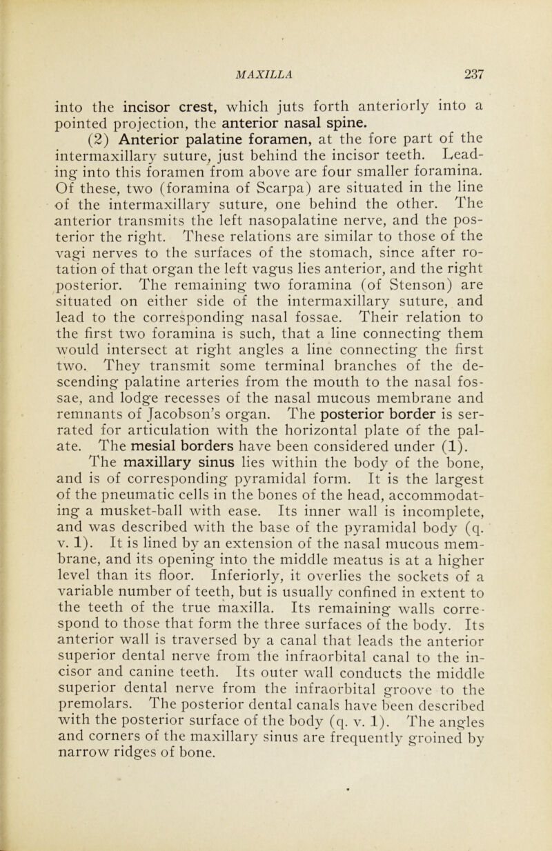 into the incisor crest, which juts forth anteriorly into a pointed projection, the anterior nasal spine. (2) Anterior palatine foramen, at the fore part of the intermaxillary suture, just behind the incisor teeth. Lead- ing into this foramen from above are four smaller foramina. Of these, two (foramina of Scarpa) are situated in the line of the intermaxillary suture, one behind the other. The anterior transmits the left nasopalatine nerve, and the pos- terior the right. These relations are similar to those of the vagi nerves to the surfaces of the stomach, since after ro- tation of that organ the left vagus lies anterior, and the right posterior. The remaining two foramina (of Stenson) are situated on either side of the intermaxillary suture, and lead to the corresponding nasal fossae. Their relation to the first two foramina is such, that a line connecting them would intersect at right angles a line connecting the first two. They transmit some terminal branches of the de- scending palatine arteries from the mouth to the nasal fos- sae, and lodge recesses of the nasal mucous membrane and remnants of Jacobson’s organ. The posterior border is ser- rated for articulation with the horizontal plate of the pal- ate. The mesial borders have been considered under (1). The maxillary sinus lies within the body of the bone, and is of corresponding pyramidal form. It is the largest of the pneumatic cells in the bones of the head, accommodat- ing a musket-ball with ease. Its inner wall is incomplete, and was described with the base of the pyramidal body (q. v. 1). It is lined by an extension of the nasal mucous mem- brane, and its opening into the middle meatus is at a higher level than its floor. Interiorly, it overlies the sockets of a variable number of teeth, but is usually confined in extent to the teeth of the true maxilla. Its remaining walls corre- spond to those that form the three surfaces of the body. Its anterior wall is traversed by a canal that leads the anterior superior dental nerve from the infraorbital canal to the in- cisor and canine teeth. Its outer wall conducts the middle superior dental nerve from the infraorbital groove to the premolars. The posterior dental canals have been described with the posterior surface of the body (q. v. 1). The angles and corners of the maxillary sinus are frequently groined by narrow ridges of bone.