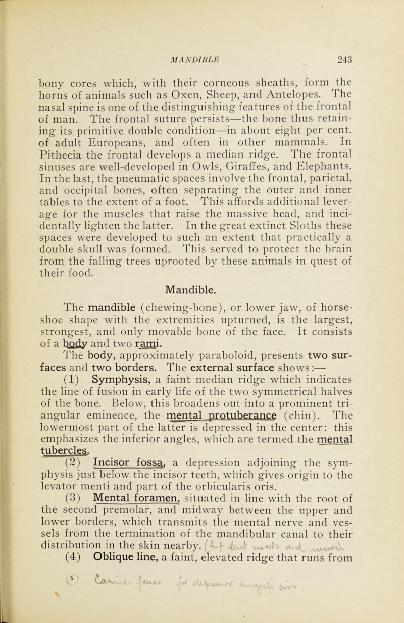 bony cores which, with their corneous sheaths, form the horns of animals such as Oxen, Sheep, and Antelopes. The nasal spine is one of the distinguishing features of the frontal of man. The frontal suture persists—the bone thus retain- ing its primitive double condition—in about eight per cent, of adult Europeans, and often in other mammals. In Pithecia the frontal develops a median ridge. The frontal sinuses are well-developed in Owls, Giraffes, and Elephants. In the last, the pneumatic spaces involve the frontal, parietal, and occipital bones, often separating the outer and inner tables to the extent of a foot. This affords additional lever- age for the muscles that raise the massive head, and inci- dentally lighten the latter. In the great extinct Sloths these spaces were developed to such an extent that practically a double skull was formed. This served to protect the brain from the falling trees uprooted by these animals in quest of their food. Mandible. The mandible (chewing-bone), or lower jaw, of horse- shoe shape with the extremities upturned, is the largest, strongest, and only movable bone of the face. It consists of a body and two rami. The body, approximately paraboloid, presents two sur- faces and two borders. The external surface shows:— (1) Symphysis, a faint median ridge which indicates the line of fusion in early life of the two symmetrical halves of the bone. Below, this broadens out into a prominent tri- angular eminence, the mental protuberance (chin). The lowermost part of the latter is depressed in the center: this emphasizes the inferior angles, which are termed the mental tubercles. (2) Incisor fossa, a depression adjoining the sym- physis just below the incisor teeth, which gives origin to the levator menti and part of the orbicularis oris. (3) Mental foramen, situated in line with the root of the second premolar, and midway between the upper and lower borders, which transmits the mental nerve and ves- sels from the termination of the mandibular canal to their distribution in the skin nearby. .'Ef ff-J; a { (4) Oblique line, a faint, elevated ridge that runs from Iff) * * I (jv