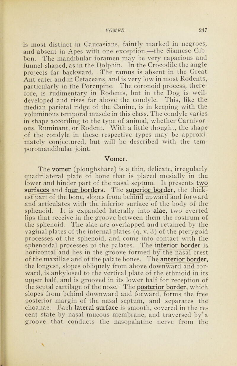 is most distinct in Caucasians, faintly marked in negroes, and absent in Apes with one exception,—the Siamese Gib- bon. The mandibular foramen may be very capacious and funnel-shaped, as in the Dolphin. In the Crocodile the angle projects far backward. The ramus is absent in the Great Ant-eater and in Cetaceans, and is very low in most Rodents, particularly in the Porcupine. The coronoid process, there- fore, is rudimentary in Rodents, but in the Dog is well- developed and rises far above the condyle. This, like the median parietal ridge of the Canine, is in keeping with the voluminous temporal muscle in this class. The condyle varies in shape according to the type of animal, whether Carnivor- ous, Ruminant, or Rodent. With a little thought, the shape of the condyle in these respective types may be approxi- mately conjectured, but will be described with the tem- poromandibular joint. Vomer. The vomer (ploughshare) is a thin, delicate, irregularly quadrilateral plate of bone that is placed mesially in the lower and hinder part of the nasal septum. It presents two surfaces and four borders. The superior border, the thick- est part of the bone, slopes from beliind upward and forward and articulates with the inferior surface of the body of the sphenoid. It is expanded laterally into alae, two everted lips that receive in the groove between them the rostrum of the sphenoid. The alae are overlapped and retained by the vaginal plates of the internal plates (q. v. 3) of the pterygoid processes of the sphenoid, and come into contact with the sphenoidal processes of the palates. The inferior border is horizontal and lies in the groove formed by the nasal crest of the maxillae and of the palate bones. The anterior border, the longest, slopes obliquely from above downward and for- ward, is ankylosed to the vertical plate of the ethmoid in its upper half, and is grooved in its lower half for reception of the septal cartilage of the nose. The posterior border, which slopes from behind downward and forward, forms the free posterior margin of the nasal septum, and separates the choanae. Each lateral surface is smooth, covered in the re- cent state by nasal mucous membrane, and traversed bv‘ a groove that conducts the nasopalatine nerve from the \