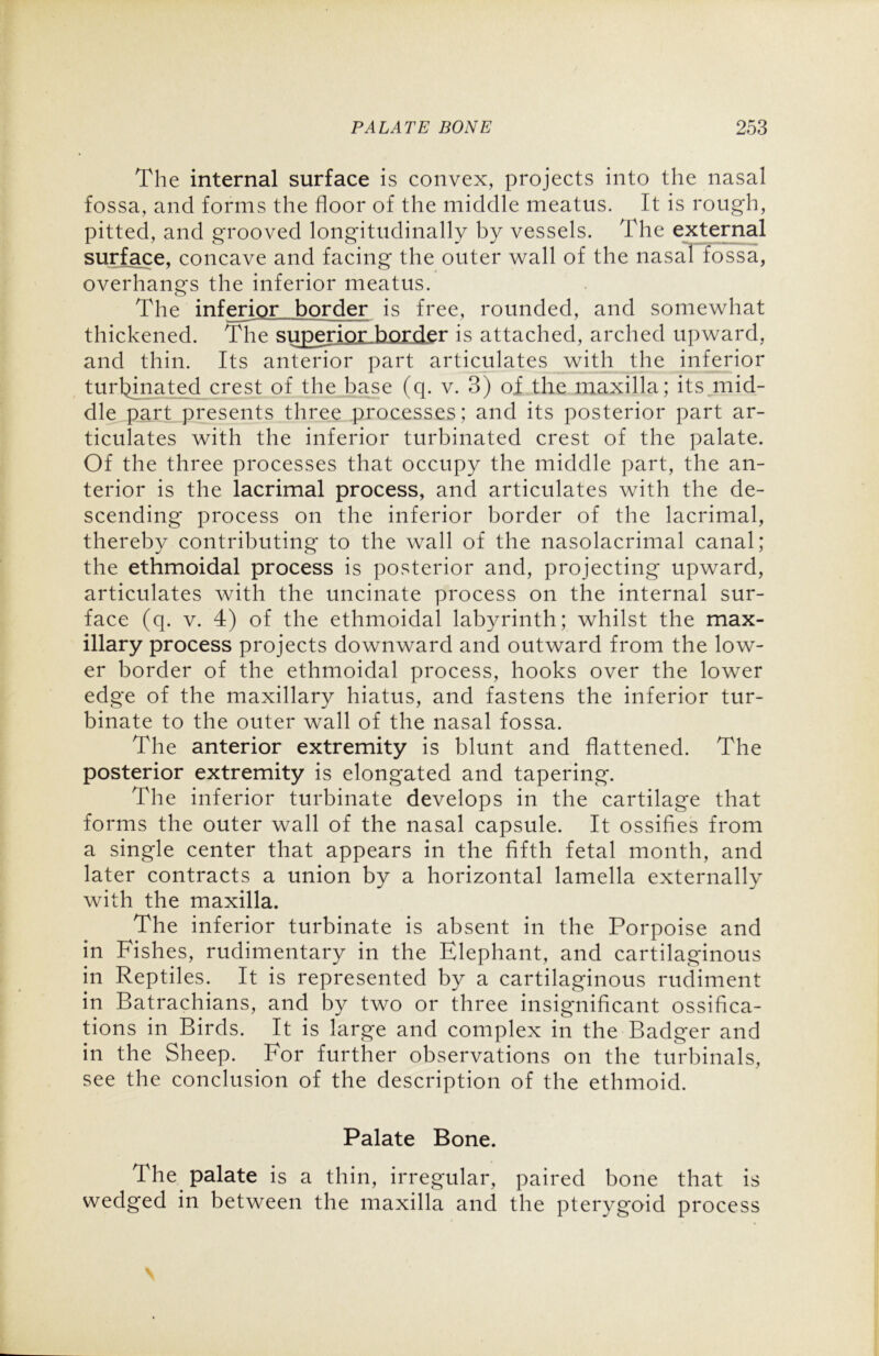 The internal surface is convex, projects into the nasal fossa, and forms the floor of the middle meatus. It is rough, pitted, and grooved longitudinally by vessels. The external surface, concave and facing the outer wall of the nasal fossa, overhangs the inferior meatus. The inferior border is free, rounded, and somewhat thickened. The superioxTQXder is attached, arched upward, and thin. Its anterior part articulates with the inferior turbinated crest of the base (q. v. 3) oi the maxilla; its mid- dle part presents three processes; and its posterior part ar- ticulates with the inferior turbinated crest of the palate. Of the three processes that occupy the middle part, the an- terior is the lacrimal process, and articulates with the de- scending process on the inferior border of the lacrimal, thereby contributing to the wall of the nasolacrimal canal; the ethmoidal process is posterior and, projecting upward, articulates with the uncinate process on the internal sur- face (q. v. 4) of the ethmoidal labyrinth; whilst the max- illary process projects downward and outward from the low- er border of the ethmoidal process, hooks over the lower edge of the maxillary hiatus, and fastens the inferior tur- binate to the outer wall of the nasal fossa. The anterior extremity is blunt and flattened. The posterior extremity is elongated and tapering. The inferior turbinate develops in the cartilage that forms the outer wall of the nasal capsule. It ossifies from a single center that appears in the fifth fetal month, and later contracts a union by a horizontal lamella externally with the maxilla. The inferior turbinate is absent in the Porpoise and in Fishes, rudimentary in the Elephant, and cartilaginous in Reptiles. It is represented by a cartilaginous rudiment in Batrachians, and by two or three insignificant ossifica- tions in Birds. It is large and complex in the Badger and in the Sheep. For further observations on the turbinals, see the conclusion of the description of the ethmoid. Palate Bone. The palate is a thin, irregular, paired bone that is wedged in between the maxilla and the pteryg'oid process