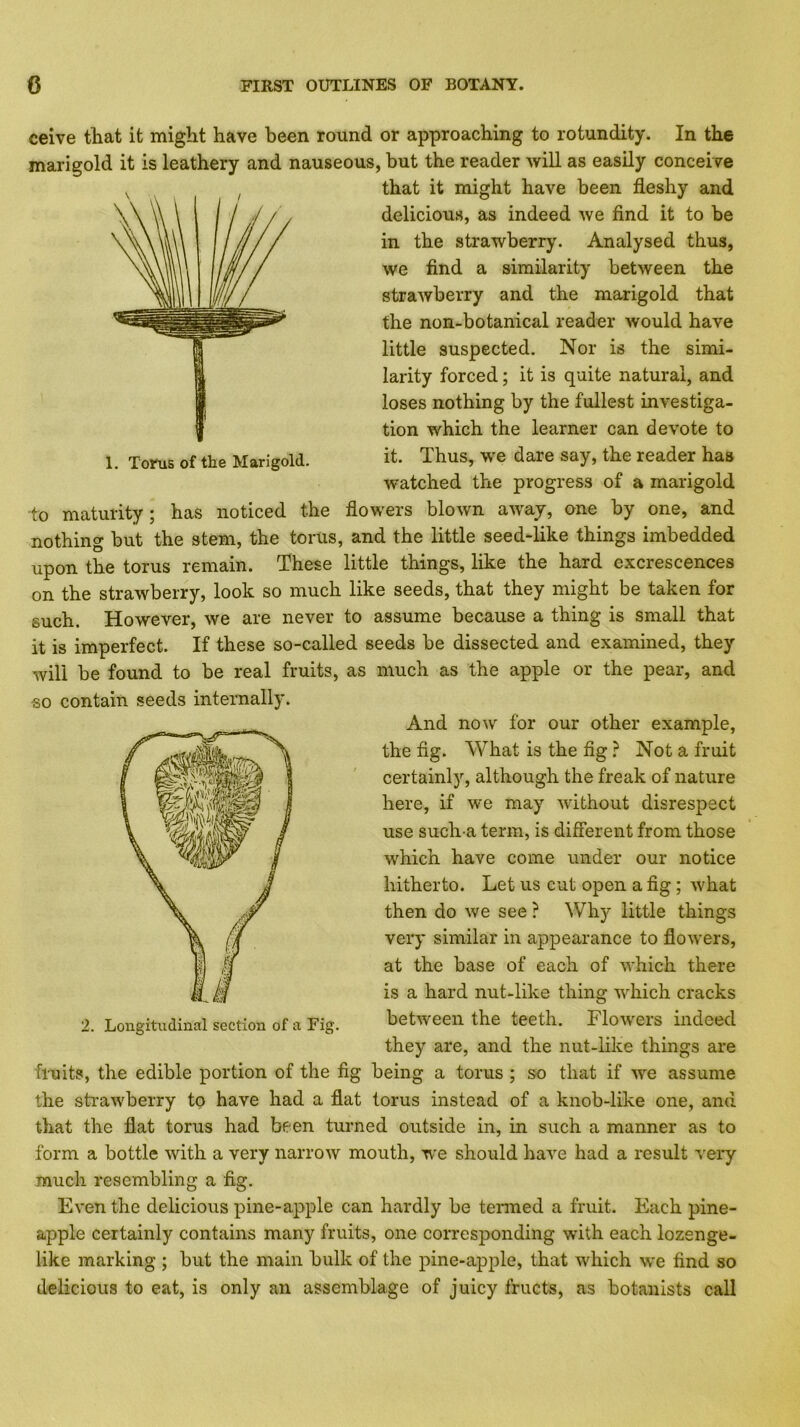 ceive that it might have been round or approaching to rotundity. In the marigold it is leathery and nauseous, but the reader will as easily conceive that it might have been fleshy and delicious, as indeed we find it to be in the strawberry. Analysed thus, we find a similarity between the strawberry and the marigold that the non-botanical reader would have little suspected. Nor is the simi- larity forced; it is quite natural, and loses nothing by the fullest investiga- tion which the learner can devote to it. Thus, w’e dare say, the reader has watched the progress of a marigold to maturity; has noticed the flowers blown away, one by one, and nothing but the stem, the torus, and the little seed-like things imbedded upon the torus remain. These little things, like the hard excrescences on the strawberry, look so much like seeds, that they might be taken for such. However, we are never to assume because a thing is small that it is imperfect. If these so-called seeds be dissected and examined, they will be found to be real fruits, as much as the apple or the pear, and And now for our other example, the fig. What is the fig ? Not a fruit certainly, although the freak of nature here, if we may without disrespect use such a term, is different from those which have come under our notice hitherto. Let us cut open a fig; what then do we see ? Why little things very similar in appearance to flowers, at the base of each of which there is a hard nut*like thing which cracks between the teeth. Flowers indeed they are, and the nut-like things are fruits, the edible portion of the fig being a torus ; so that if we assume the strawberry to have had a flat torus instead of a knob-like one, and that the flat torus had been turned outside in, in such a manner as to form a bottle with a very narrow mouth, we should have had a result very much resembling a fig. Even the delicious pine-apple can hardly be termed a fruit. Each pine- apple certainly contains many fruits, one corresponding with each lozenge- like marking ; but the main bulk of the pine-apple, that which we find so delicious to eat, is only an assemblage of juicy fructs, as botanists call so contain seeds internally. 2. Longitudinal section of a Fig. 1. Torus of the Marigold.