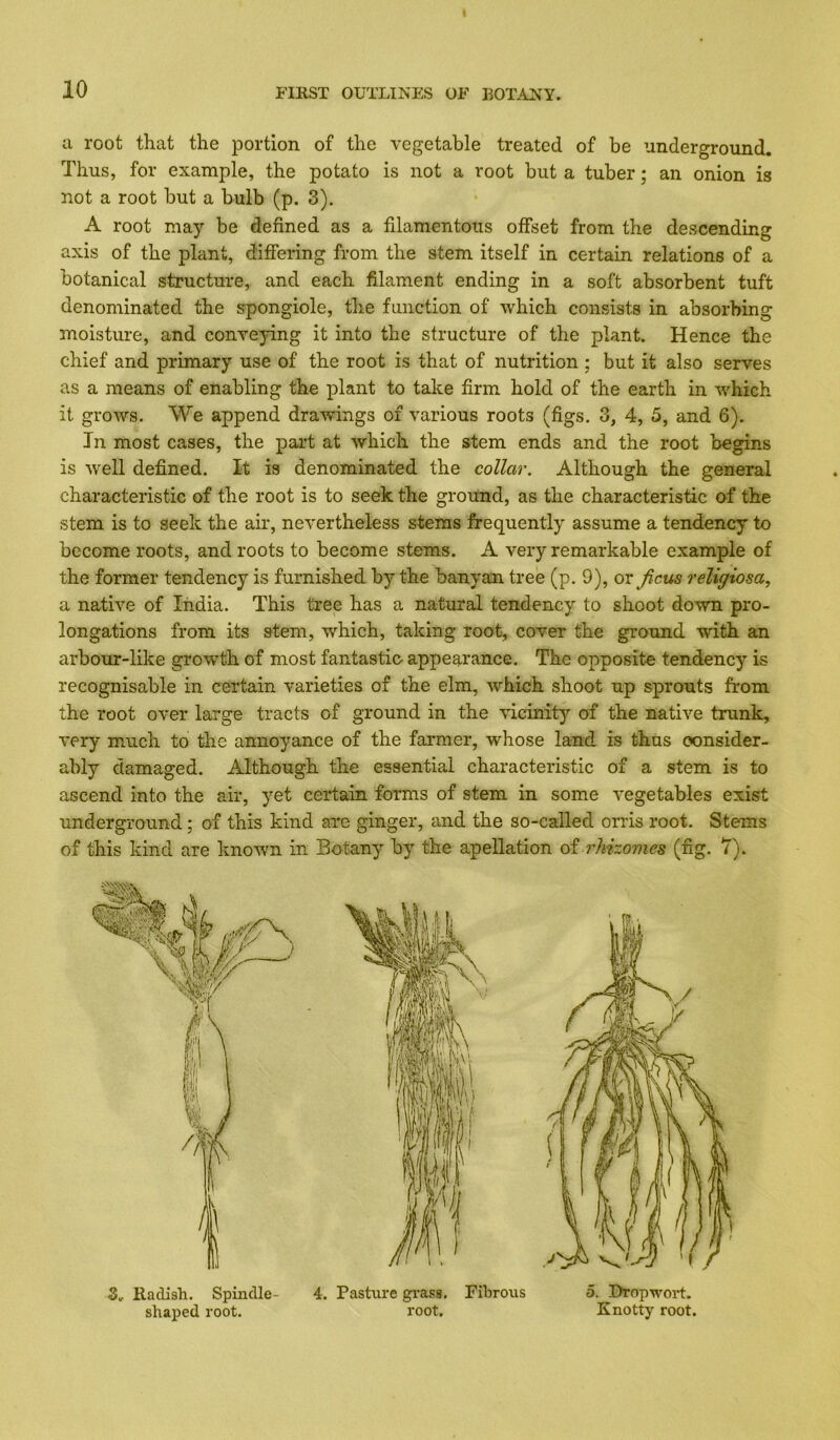 a root that the portion of the vegetable treated of be underground. Thus, for example, the potato is not a root but a tuber; an onion is not a root but a bulb (p. 3). A root may be defined as a filamentous offset from the descending axis of the plant, differing from the stem itself in certain relations of a botanical structure, and each filament ending in a soft absorbent tuft denominated the spongiole, tlie function of which consists in absorbing moisture, and conveying it into the structure of the plant. Hence the chief and primary use of the root is that of nutrition ; but it also serves as a means of enabling the plant to take firm hold of the earth in which it grows. We append drawings of various roots (figs. 3, 4, 5, and 6). In most cases, the part at which the stem ends and the root begins is well defined. It is denominated the collar. Although the general characteristic of the root is to seek the ground, as the characteristic of the stem is to seek the air, nevertheless stems frequently assume a tendency to become roots, and roots to become stems. A very remarkable example of the former tendency is furnished by the banyan tree (p. 9), or ficus religiosa, a native of India. This tree has a natural tendency to shoot down pro- longations from its stem, which, taking root, cover the ground with an arbour-like growth of most fantastic appearance. The opposite tendency is recognisable in certain varieties of the elm, which shoot up sprouts from the root over large tracts of ground in the -vucinity of the native trunk, very much to the annoyance of the farmer, whose land is thus consider- ably damaged. Although the essential characteristic of a stem is to ascend into the air, yet certain forms of stem in some vegetables exist underground ; of this kind are ginger, and the so-called orris root. Stems of this kind are known in Botany by the apellation oiThhomcs (fig. 7). 3. Radish. Spindle- shaped root. 4. Pasture grass. Fibrous root. 5. Dropwoid. Knotty root.