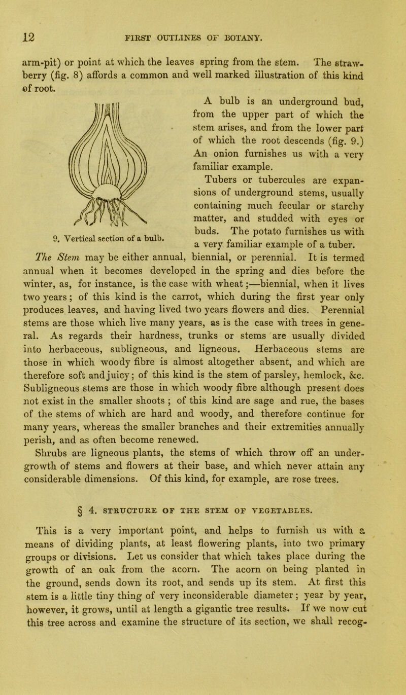 arm-pit) or point at which the leaves spring from the stem. The straw- berry (fig. 8) affords a common and well marked illustration of this kind A bulb is an underground bud, from the upper part of which the stem arises, and from the lower part of which the root descends (fig. 9.) An onion furnishes us with a very familiar example. Tubers or tubercules are expan- sions of underground stems, usually containing much fecular or starchy matter, and studded with eyes or buds. The potato furnishes us with a very familiar example of a tuber. The Stem may be either annual, biennial, or i3erennial. It is termed annual when it becomes developed in the spring and dies before the winter, as, for instance, is the case with wheat;—biennial, when it lives two years; of this kind is the carrot, which during the first year only j)roduces leaves, and having lived two years flowers and dies. Perennial stems are those which live many years, as is the case with trees in gene- ral. As regards their hardness, trunks or stems are usually divided into herbaceous, subligneous, and ligneous. Herbaceous stems are those in which woody fibre is almost altogether absent, and which are therefore soft and juicy; of this kind is the stem of parsley, hemlock, &c. Subligneous stems are those in which woody fibre although present does not exist in the smaller shoots ; of this kind are sage and rue, the bases of the stems of which are hard and woody, and therefore continue for many years, whereas the smaller branches and their extremities annually perish, and as often become renewed. Shrubs are ligneous plants, the stems of which throw off an under- growth of stems and flowers at their base, and which never attain any considerable dimensions. Of this kind, for example, are rose trees. § 4. STRUCTURE OF THE STEM OF YEGETABLES. This is a very important point, and helps to furnish us with a means of dividing plants, at least flowering plants, into two primary groups or divisions. Let us consider that which takes place during the growth of an oak from the acorn. The acorn on being planted in the ground, sends down its root, and sends up its stem. At first this stem is a little tiny thing of very inconsiderable diameter; year by year, however, it grows, until at length a gigantic tree results. If we now cut this tree across and examine the structure of its section, we shall recog-