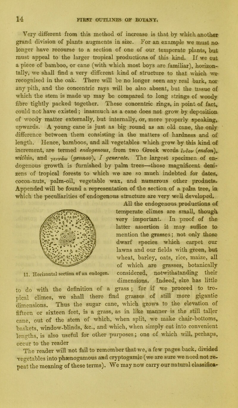 Very different from this method of increase is that by which another grand division of plants augments in size. For an example we must no longer have recourse to a section of one of our temperate plants, but must appeal to the larger tropical productions of this Idnd. If we cut a piece of bamboo, or cane (with which most boys are familiar), horizon- tally, we shall find a very different kind of structure to that which we recognised in the oak. There will be no longer seen any real bark, nor any pith, and the concentric rays will be also absent, but the tissue of which the stem is made up may be compared to long strings of woody fibre tightly packed together. These concentric rings, in point of fact, could not have existed; inasmuch as a cane does not grow by deposition of woody matter externally, but internally, or, more properly speaking, upwards. A young cane is just as big round as an old cane, the only difference between them consisting in the matters of hardness and of length. Hence, bamboos, and all vegetables which grow by this kind of increment, are termed endogenous, from two Greek words ivdov {endov^i, zoithin, and y^wdii) {gennao), I generate. The largest specimen of en- dogenous growth is furnished by palm trees—those magnificent deni- zens of tropical forests to which we are so much indebted for dates, cocoa-nuts, palm-oil, vegetable wax, and numerous other products. Appended will be found a representation of the section of a palm tree, in which the peculiarities of endogenous structure are very well developed. All the endogenous productions of temperate climes are small, though very important. In proof of the latter assertion it may suffice to mention the grasses; not only those dwarf species wliich carpet our lawns and our fields with green, but wheat, barley, oats, rice, maize, all of which are grasses, botanically considered, notwithstanding their dimensions. Indeed, size has little to do with the definition of a grass ; for if we proceed to tro- pical climes, we shall there find grasses of still more gigantic dimensions. Thus the sugar cane, which grows to the elevation of fifteen or sixteen feet, is a grass, as in like manner is the still taller cane, out of the stem of which, when split, we make chair-bottoms, baskets, window-blinds, &c., and which, when simply cut into convenient lengths, is also useful for other purposes; one of which will, perhaps, occur to the reader The reader will not fail to remember that wc, a few pages back, divided vegetables into phsenogamous and cryptogamic (we are sure we need not re- peat the meaning of these terms). We may now carry our natural classifica- 11, Horizontal section of an endogen.