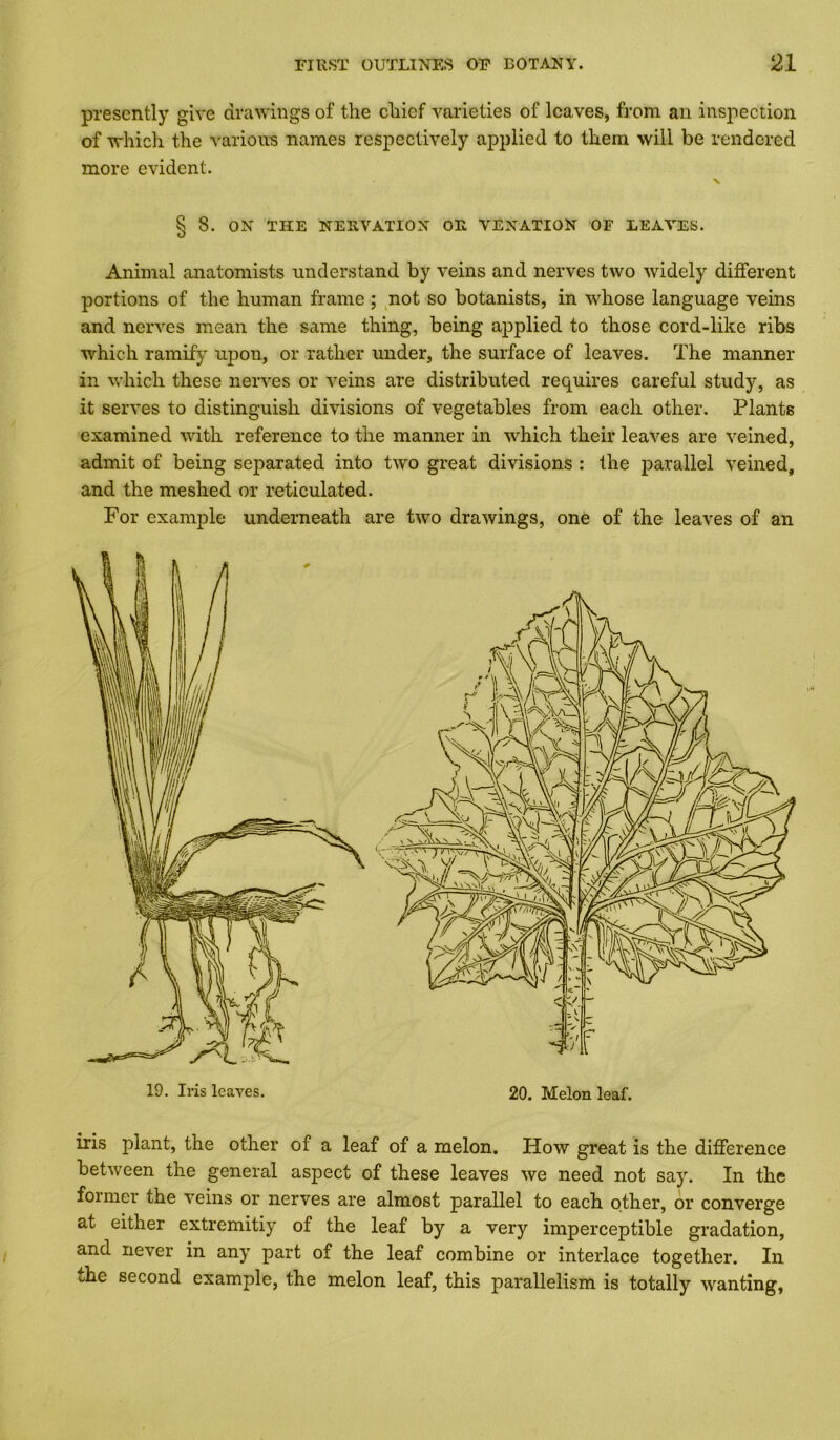 piesently give drawings of the chief varieties of leaves, from an inspection of which the various names respectively applied to them will be rendered more evident. S 8. ON THE NERVATION OR VENATION OF LEAVES. O Animal anatomists understand by veins and nerves two widely different portions of the human frame ; not so botanists, in whose language veins and nerves mean the same thing, being applied to those cord-like ribs which ramify upon, or rather under, the surface of leaves. The manner in which these nerves or veins are distributed requires careful study, as it serves to distinguish divisions of vegetables from each other. Plants examined with reference to the manner in which their leaves are veined, admit of being separated into two great divisions : the parallel veined, and the meshed or reticulated. For example underneath are two drawings, one of the leaves of an 19. Iris leaves. 20. Melon leaf. iris plant, the other of a leaf of a melon. How great is the difference between the general aspect of these leaves we need not say. In the foimer the veins or nerves are almost parallel to each other, or converge at either extremitiy of the leaf by a very imperceptible gradation, and never in any part of the leaf combine or interlace together. In the second example, the melon leaf, this parallelism is totally wanting,