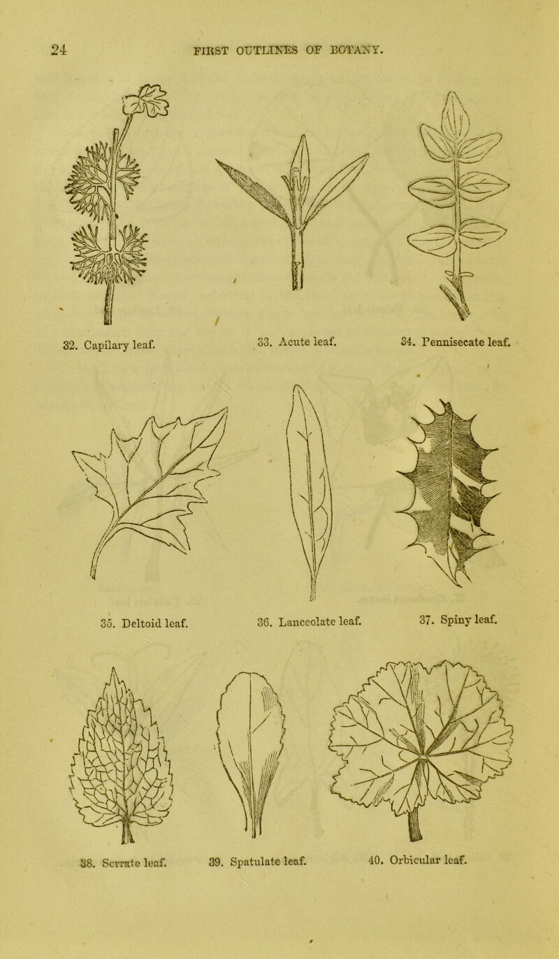 38. Serrate leaf. 40. Orbicular leaf.