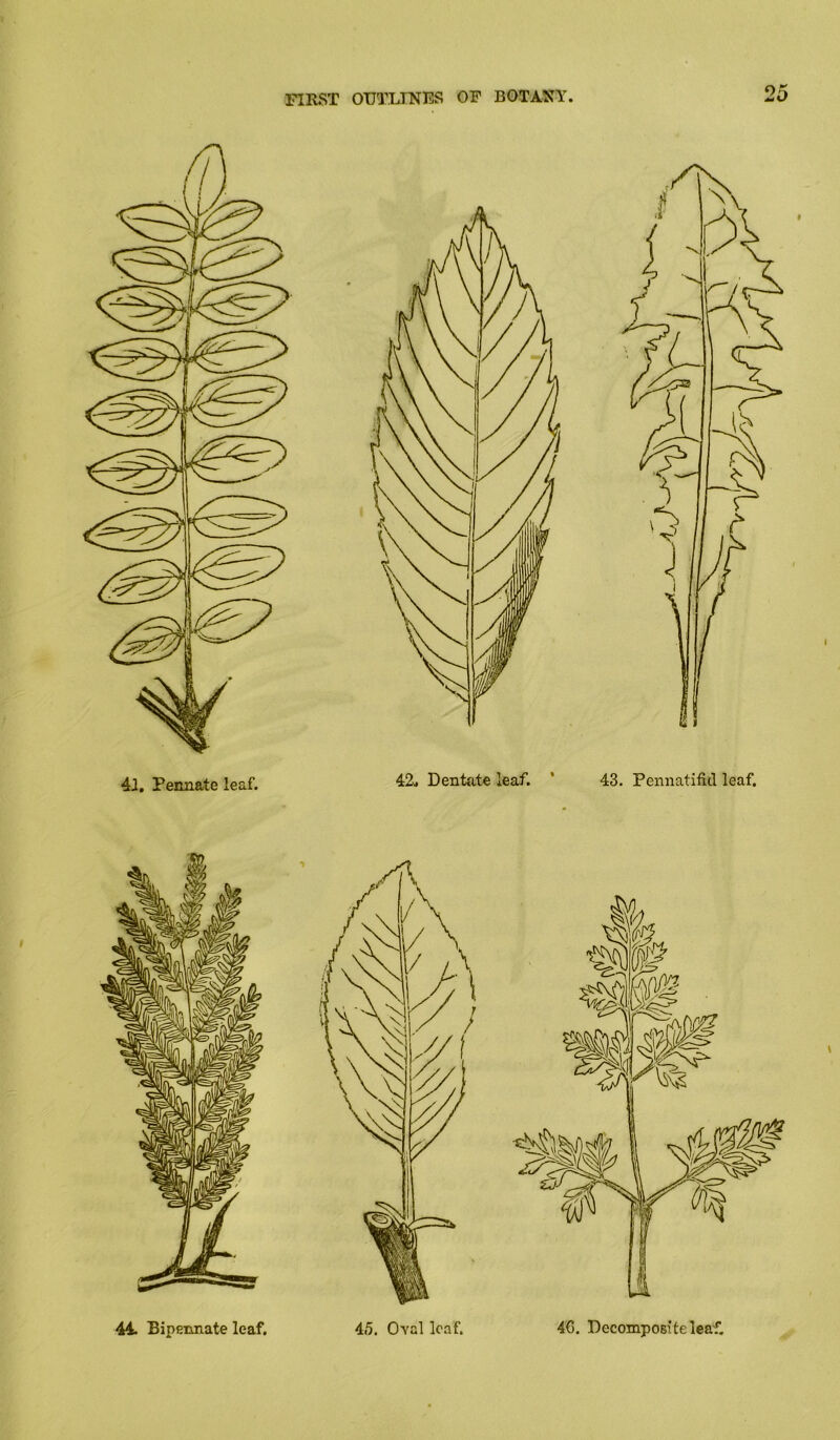 42, Dentfite leaf. ’ 43. Pennatifid leaf.