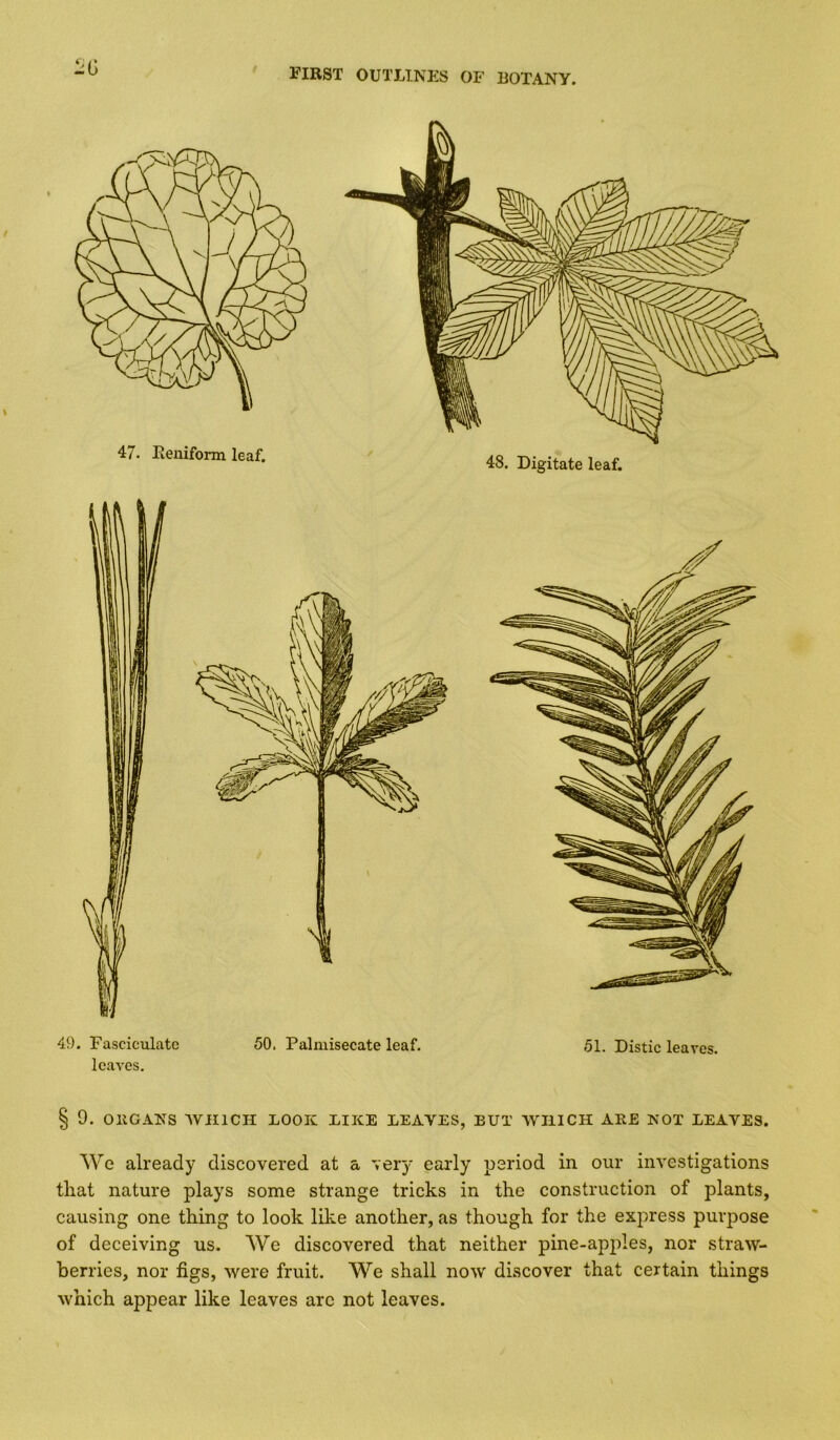 47. lieniform leaf. 48. Digitate leaf. 49. Fasciculate 50. Palmisecate leaf, leaves. 51. Distic leaves. § 9. OllGANS WJHCH LOOK LIKE LEAVES, BUT WHICH ABE NOT LEAVES. We already discovered at a very early period in our investigations that nature plays some strange tricks in the construction of plants, causing one thing to look like another, as though for the express purpose of deceiving us. We discovered that neither pine-apples, nor straw- berries, nor figs, were fruit. We shall now discover that certain things which appear like leaves arc not leaves.