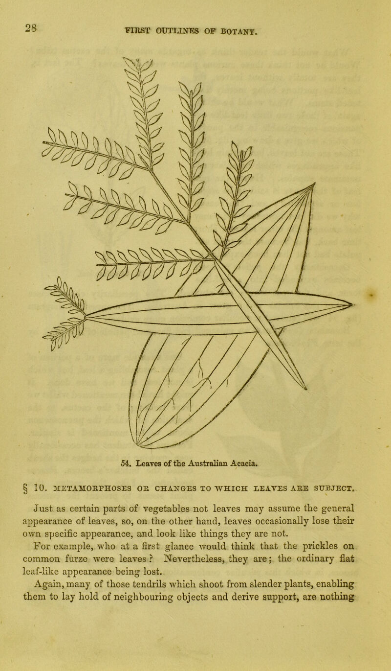 S 10. METAMORPHOSES OR CHANGES TO WHICH REAVES ARE SUBJECT. Just as certain parts of vegetables not leaves may assume the general appearance of leaves, so, on the other hand, leaves occasionally lose their own specific appearance, and look like things they are not. For example, who at a first glance would think that the prickles on common furze were leaves ? Nevertheless, they are; the ordinary flat leaf-like appearance being lost. Again, many of those tendrils which shoot from slender plants, enabling them to lay hold of neighbouring objects and derive support, are nothing