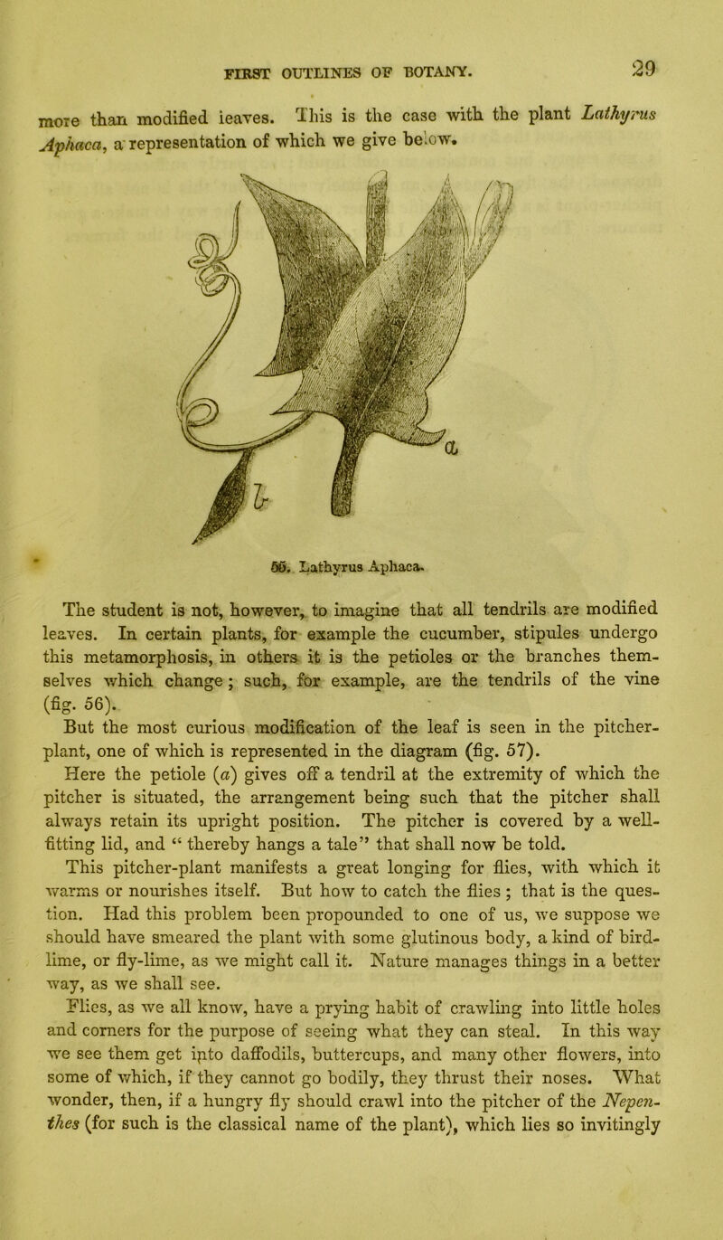 more than modified leaves. I'his is the case with the plant Lathyms Apiaca, a'representation of which we give below. The student is not, however,, to imagine that all tendrils are modified leaves. In certain plants, for example the cucumber, stipules undergo this metamorphosis, in others it is the petioles or the branches them- selves v/hich change; such, for example, are the tendrils of the vine (fig. 56). But the most curious modification of the leaf is seen in the pitcher- plant, one of which is represented in the diagram (fig. 57). Here the petiole (a) gives off a tendril at the extremity of which the pitcher is situated, the arrangement being such that the pitcher shall always retain its upright position. The pitcher is covered by a well- fitting lid, and “ thereby hangs a tale” that shall now be told. This pitcher-plant manifests a great longing for flies, with which it warms or nourishes itself. But how to catch the flies ; that is the ques- tion. Had this problem been propounded to one of us, we suppose we should have smeared the plant with some glutinous body, a kind of bird- lime, or fly-lime, as we might call it. Nature manages things in a better way, as we shall see. Blies, as we all know, have a prying habit of crawling into little holes and corners for the purpose of seeing what they can steal. In this way we see them get ipto daffodils, buttercups, and many other flowers, into some of which, if they cannot go bodily, they thrust their noses. What wonder, then, if a hungry fly should crawl into the pitcher of the Neyen- thes (for such is the classical name of the plant), which lies so invitingly