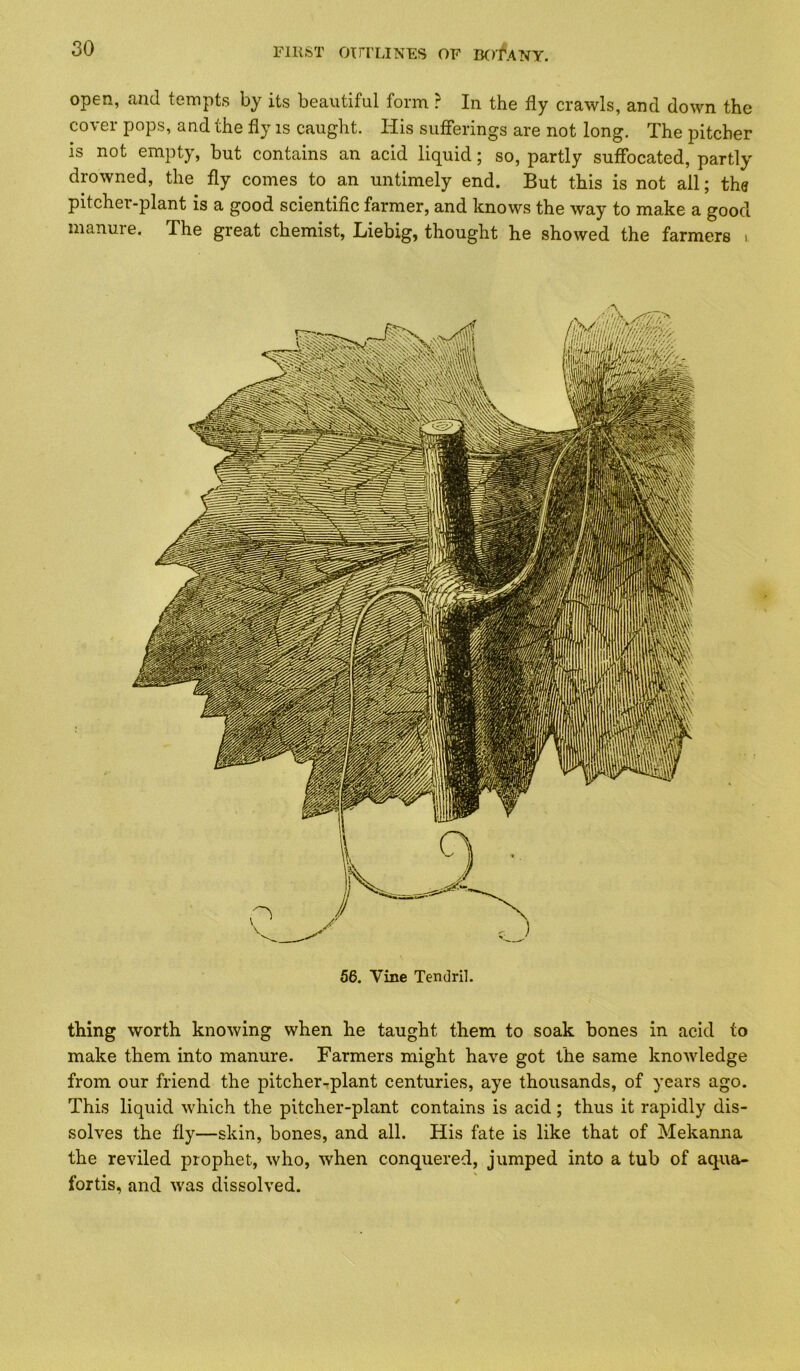 open, and tempts by its beautiful form ? In the fly crawls, and down the cover pops, and the fly is caught. His sufierings are not long. The pitcher is not empty, but contains an acid liquid; so, partly suffocated, partly drowned, the fly comes to an untimely end. But this is not all; th^ pitcher-plant is a good scientific farmer, and knows the way to make a good manuie. The great chemist, Liebig, thought he showed the farmers i 56. Vine Tendril. thing worth knowing when he taught them to soak bones in acid to make them into manure. Farmers might have got the same knowledge from our friend the pitcher-rplant centuries, aye thousands, of years ago. This liquid which the pitcher-plant contains is acid; thus it rapidly dis- solves the fly—skin, bones, and all. His fate is like that of Mekanna the reviled prophet, who, when conquered, jumped into a tub of aqua- fortis, and was dissolved.