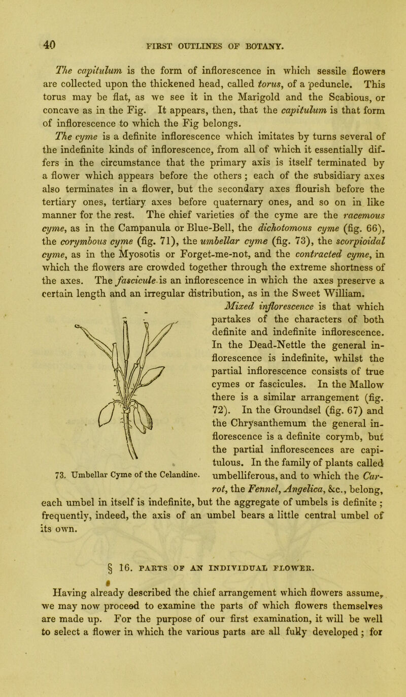 The capitulum is the form of inflorescence in which sessile flowers are collected upon the thickened head, called torus, of a peduncle. This torus may be flat, as we see it in the Marigold and the Scabious, or concave as in the Fig. It appears, then, that the capitulum is that form of inflorescence to which the Fig belongs. The cyme is a deflnite inflorescence which imitates by turns several of the indefinite kinds of inflorescence^ from all of which it essentially dif- fers in the circumstance that the primary axis is itself terminated by a flower which appears before the others ; each of the subsidiary axes also terminates in a flower, but the secondary axes flourish before the tertiary ones, tertiary axes before quaternary ones, and so on in like manner for the rest. The chief varieties of the cyme are the racemous cyme, as in the Campanula or Blue-Bell, the dichotomous cyme (fig. 66), the corymhous cyme (fig. 71), the umhellar cyme (fig. 73), the scorpioidcil cyme, as in the Myosotis or Forget-me-not, and the contracted cyme, in which the flowers are crowded together through the extreme shortness of the axes. The fasciculeAs an inflorescence in which the axes preserve a certain length and an irregular distribution, as in the Sweet William. Mixed inflorescence is that which partakes of the characters of both definite and indefinite inflorescence. In the Dead-Nettle the general in- florescence is indefinite, whilst the partial inflorescence consists of true cymes or fascicules. In the Mallow there is a similar arrangement (fig. 72). In the Groundsel (fig. 67) and the Chrysanthemum the general in- florescence is a definite corymb, but the partial inflorescences are capi- tulous. In the family of plants called 73. Uinbellar Cyme of the Celandine, umbelliferous, and to which the Car- rot, the Fennel, Angelica, kc., belong, each umbel in itself is indefinite, but the aggregate of umbels is definite ; frequently, indeed, the axis of an umbel bears a little central umbel of ts own. § 16. PARTS OF AN INDIVIDUAL FLOWER. Having already described the chief arrangement which flowers assume^ we may now proceed to examine the parts of which flowers themselves are made up. For the purpose of our first examination, it will be well to select a flower in which the various parts are all fuUy developed; for