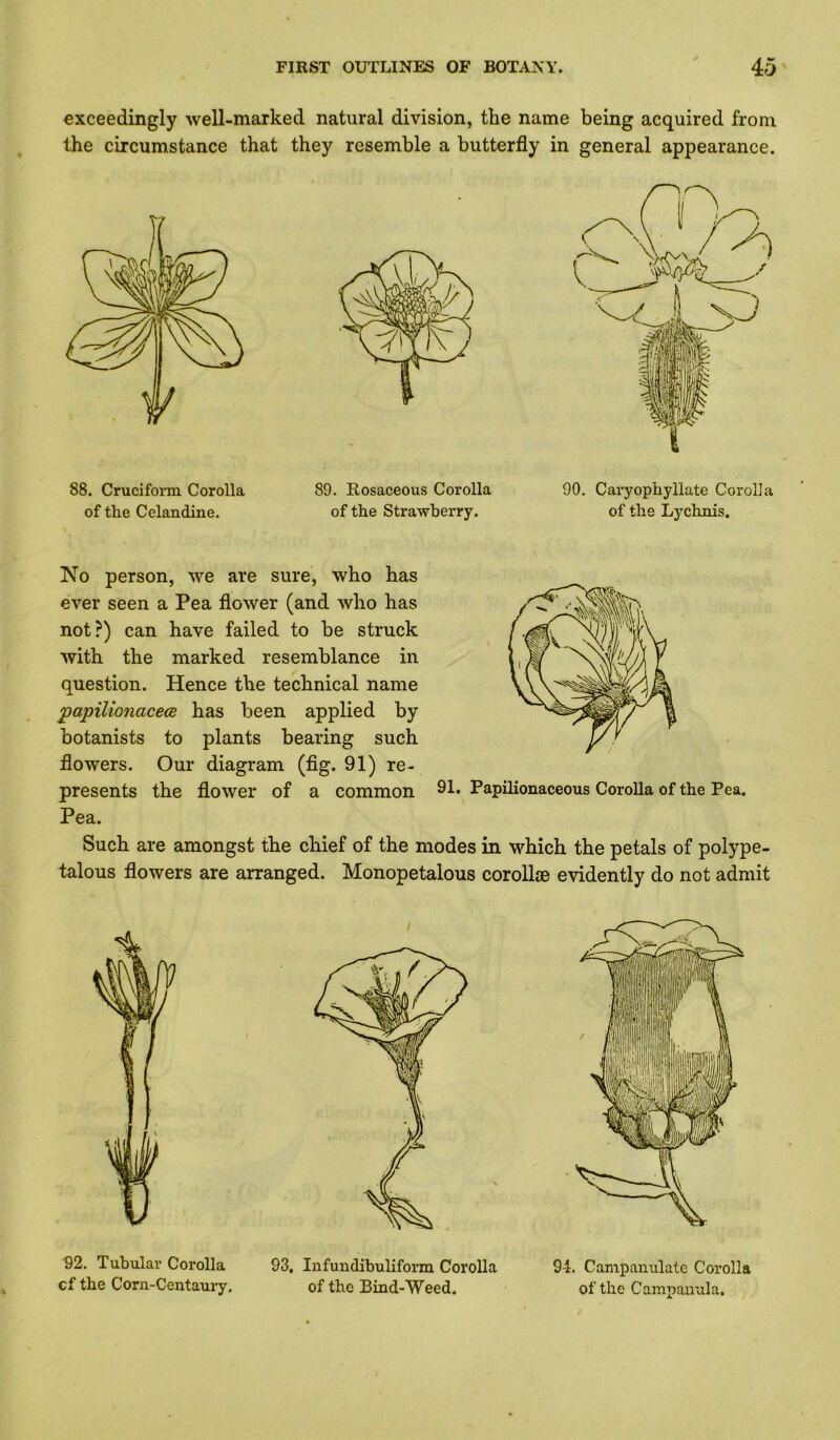 exceedingly well-marked natural division, the name being acquired from the circumstance that they resemble a butterfly in general appearance. 88. Crucifoim Corolla of the Celandine. 89. Rosaceous Corolla of the Strawberry. 90. Caryophyllate Corolla of the Lychnis. No person, we are sure, who has ever seen a Pea flower (and who has not?) can have failed to be struck with the marked resemblance in question. Hence the technical name ‘papilionacece has been applied by botanists to plants bearing such flowers. Our diagram (fig. 91) re- presents the flower of a common 91. Papilionaceous Corolla of the Pea. Pea. Such are amongst the chief of the modes in which the petals of polype- talous flowers are arranged. Monopetalous corolloe evidently do not admit 92. Tubular Corolla 93, Infundibuliform Corolla cf the Corn-Centauiy. of the Bind-Weed. 9-1. Campanulate Corolla of the Campanula.