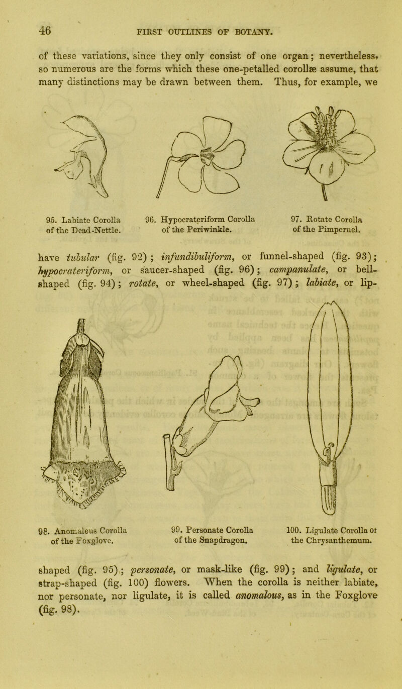 of these variations, since they only consist of one organ; nevertheless^ so numerous are the forms which these one-petalled corollae assume, that many distinctions may be drawn between them. Thus, for example, we 95. Labiate Corolla 96. Hypocrateriform Corolla of the Dead-Nettle. ' of the Periwinkle. 97. Rotate Corolla of the Pimpernel. have tubular (fig. 92) ; infundihuliform, or funnel-shaped (fig. 93); hypocrateriform^ or saucer-shaped (fig. 96); campanulate, or bell- shaped (fig. 94); rotate^ or wheel-shaped (fig. 97); labiate^ or lip- 98. Anomaleus Corolla of the F oxgiove. 99. Personate Corolla of the Snapdragon. 100. Ligulate Corolla ot the Chrysanthemum. shaped (fig. 95) ; 'personate^ or mask-like (fig. 99); and ligulate^ or strap-shaped (fig. 100) flowers. When the corolla is neither labiate, nor personate, nor ligulate, it is called anomalous, as in the Foxglove (fig. 98).