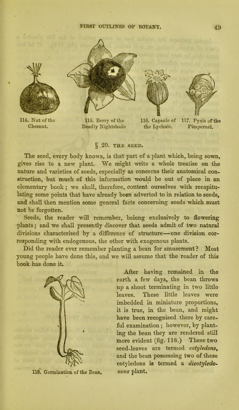 114. Nut of the 115. Berry of tlie 116. Capsule of 117. Pyxis of the Chesnut. Deadly Nightshade the Lychnis. Pimpernel. § 20. THE SEED. The seed, every body knows, is that part of a plant which, being sown, gives rise to a new plant. We might write a whole treatise on the nature and varieties of seeds, especially as concerns their anatomical con- struction, but much of this information would be out of place in an elementary book; we shall, therefore, content ourselves with recapitu- lating some points that have already been adverted to in relation to seeds, and shall then mention some general facts concerning seeds which must not be forgotten. Seeds, the reader will remember, belong exclusively to flowering plants; and we shall presently discover that seeds admit of two natural divisions characterised by a difference of structure—one division cor- responding with endogenous, the other with exogenous plants. Did the reader ever remember planting a bean for amusement ? Most young people have done this, and we will assume that the reader of this book has done it. After having remained in the earth a few days, the bean throws up a shoot terminating in two little leaves. These little leaves were imbedded in miniature proportions, it is true, in the bean, and might have been recognised there by care- ful examination; however, by plant- ing the bean they are rendered still more evident (fig. 118.) These two seed-leaves are termed cotyledons, and the bean possessing two of these cotyledons is termed a dicotyledo- nous plant.