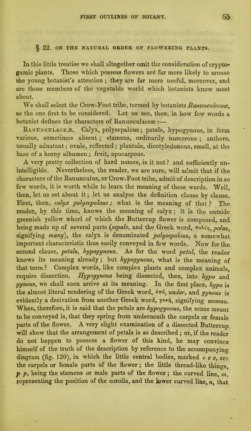 § 22. ON THE NATURAL ORDER OF FLOWERING PLANTS. In this little treatise we shall altogether omit the consideration of crypto- gamic plants. Those which possess flowers ard far more likely to arouse the young botanist’s attention ; they are far more useful, moreover, and are those members of the vegetable world which botanists know most about. We shall select the Crow-Foot tribe, termed by botanists BanunculacecBy as the one first to be considered. Let us see, then, in how few words a botanist defines the characters of Ranunculaceae :— Ranunculaceje. Calyx, polysepalous; petals, hypogynous, in form various, sometimes absent ; stamens, ordinarily numerous ; anthers, usually adnatant; ovule, reflected; plantule, dicotyledonous, small, at the base of a horny albumen ; fruit, apocarpous. A very pretty collection of hard names, is it not ? and sufficiently un- intelligible. Nevertheless, the reader, we are sure, will admit that if the characters of the Ranunculus, or Crow-Foot tribe, admit of description in so few words, it is worth while to learn the meaning of these words. Well, then, let us set about it; let us analyse the definition clause by clause. First, then, calyx j^olysepalous; what is the meaning of that ? The reader, by this time, knows the meaning of calyx ; it is the outside greenish yellow whorl of which the Buttercup flower is composed, and being made up of several parts {sepals, and the Greek word, TroXig^ polus, signifying many), the calyx is denominated polysepalous, a somewhat important characteristic thus easily conveyed in few words. Now for the second clause, petals, hypogynous. As for the word petal, the reader knows its meaning already ; but hypogynous, what is the meaning of that term ? Complex words, like complex plants and complex animals, require dissection. Hypogynous being dissected, then, into hypo and gynous, we shall soon arrive at its meaning. In the first place, hypo is the almost literal rendering of the Greek word, vtto, under, and gynous is evidently a derivation from another Greek word, ywrj, signifying woman. When, therefore, it is said that the petals are hypogynous, the sense meant to be conveyed is, that they spring from underneath the carpels or female parts of the flower. A very slight examination of a dissected Buttercup will show that the arrangement of petals is as described ; or, if the reader do not happen to possess a flower of this kind, he may convince himself of the truth of the description by reference to the accompanying diagram (fig. 120), in which the little central bodies, marked c c c, arc the carpels or female parts of the flower; the little thread-like things, p p, being the stamens or male parts of the flower; the curved line, m, representing the position of the corolla, and the lower curved line, n, that
