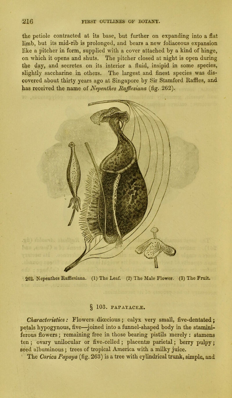 the petiole contracted at its base, but further on expanding into a flat limb, but its mid-rib is prolonged, and bears a new foliaceous expansion like a pitcher in form, supplied with a cover attached by a kind of hinge, on which it opens and shuts. The pitcher closed at night is open during the day, and secretes on its interior a fluid, insipid in some species, slightly saccharine in others. The largest and finest species was dis- covered about thirty years ago at Singapore by Sir Stamford Raffles, and has received the name of Nepenthes Maffiesiana (fig. 262). ' 262. Nepenthes Rafflesiana. (1) The Leaf. (2) The Male Flower. (3) The Fruit. § 103. PAPAYACE^. Characteristics: Flowers dioecious; calyx very small, five-dentated; petals hypogynous, five—joined into a funnel-shaped body in the stanimi- ferous flowers; remaining free in those bearing pistils merely : stamens ten; ovary unilocular or five-celled; placent£c parietal; berry pulpy; seed albuminous; trees of tropical America with a milky juice. ‘ The Carica Papaya (fig. 263) is a tree with cylindrical trunk, simple, and