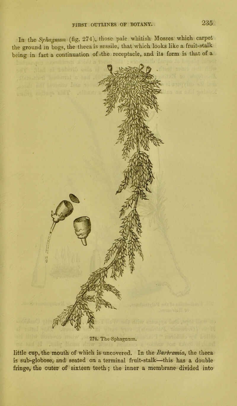 In tlie Sphagnum (fig. 274), those pale whitish Mosses which carpet the ground in bogs, the theca is sessile, that which looks like a fruit-stalk being in fact a continuation of .the receptacle, and its form is that of a 274. The Sphagnum. little cup, the mouth of which is uncovered. In the Barbramia, the theca is sub-globose, and seated on a terminal fruit-stalk—this has a double fringe, the outer of sixteen teeth; the inner a membrane divided into