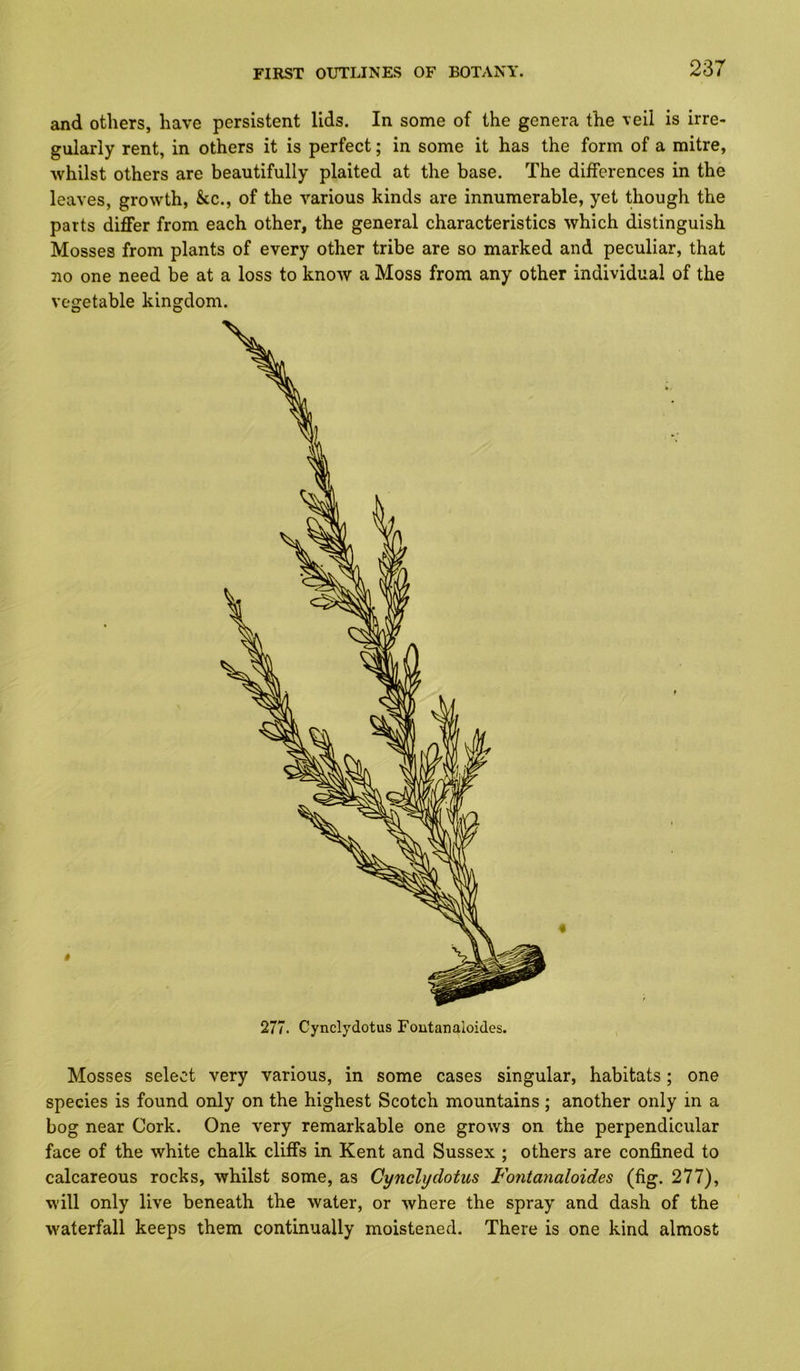 and others, have persistent lids. In some of the genera the veil is irre- gularly rent, in others it is perfect; in some it has the form of a mitre, whilst others are beautifully plaited at the base. The differences in the leaves, growth, &c., of the various kinds are innumerable, yet though the parts differ from each other, the general characteristics which distinguish Mosses from plants of every other tribe are so marked and peculiar, that no one need be at a loss to know a Moss from any other individual of the vegetable kingdom. 277. Cynclydotus Foutanaloides. Mosses select very various, in some cases singular, habitats; one species is found only on the highest Scotch mountains; another only in a bog near Cork. One very remarkable one grows on the perpendicular face of the white chalk cliffs in Kent and Sussex ; others are confined to calcareous rocks, whilst some, as Cynclydotus Fontanaloides (fig. 277), will only live beneath the water, or where the spray and dash of the waterfall keeps them continually moistened. There is one kind almost