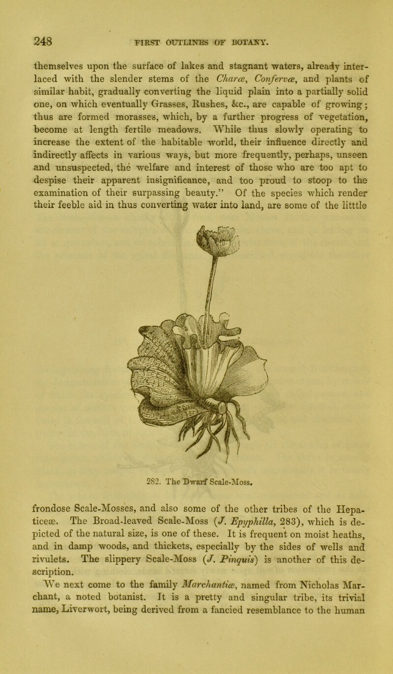 themselves upon the surface of lakes and stagnant waters, already inter- laced with the slender stems of the CharcB^ ConfervcB^ and plants of similar habit, gradually converting the liquid plain into a partially solid one, on which eventually Grasses, Rushes, &c., are capable of growing; thus are formed morasses, which, by a further progress of vegetation, become at length fertile meadows. While thus slowly operating to increase the extent of the habitable world, their influence directly and indirectly affects in various ways, but more frequently, perhaps, unseen and unsuspected, the welfare and interest of those who are too apt to despise their apparent insignificance, and too proud to stoop to the examination of their surpassing beauty.” Of the species which render their feeble aid in thus converting water into land, are some of the litttle 282. The Dwarf Scale-Moss, frondose Scale-Mosses, and also some of the other tribes of the Hepa- ticeae. The Broad-leaved Scale-Moss (/. Epyphilla, 283), which is de- picted of the natural size, is one of these. It is frequent on moist heaths, and in damp woods, and thickets, especially by the sides of wells and rivulets. The slippery Scale-Moss (/. Pinquis) is another of this de- scription. We next come to the family Marchantics, named from Nicholas Mar- chant, a noted botanist. It is a pretty and singular tribe, its trivial name, Liverwort, being derived from a fancied resemblance to the human