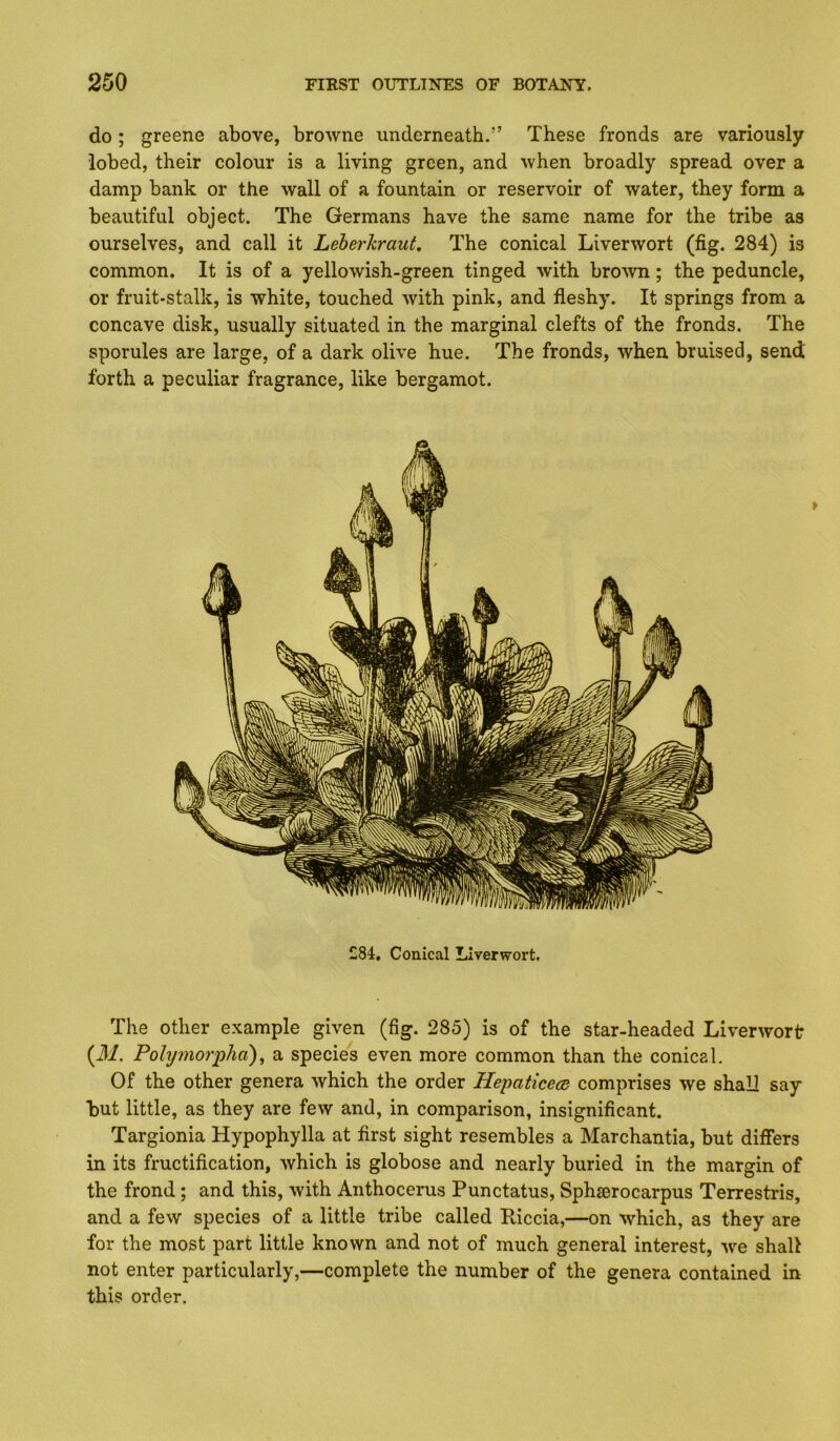 do; greene above, browne underneath.” These fronds are variously iobed, their colour is a living green, and when broadly spread over a damp bank or the wall of a fountain or reservoir of water, they form a beautiful object. The Germans have the same name for the tribe as ourselves, and call it Leberkraut, The conical Liverwort (fig. 284) is common. It is of a yellowish-green tinged with bro^vn; the peduncle, or fruit-stalk, is white, touched with pink, and fleshy. It springs from a concave disk, usually situated in the marginal clefts of the fronds. The sporules are large, of a dark olive hue. The fronds, when bruised, send forth a peculiar fragrance, like bergamot. £84. Conical Liverwort. The other example given (fig. 285) is of the star-headed Liverwort {M. Polymorpha)^ a species even more common than the conical. Of the other genera which the order Hepaticecd comprises we shall say but little, as they are few and, in comparison, insignificant. Targionia Hypophylla at first sight resembles a Marchantia, but differs in its fructification, which is globose and nearly buried in the margin of the frond; and this, with Anthocerus Punctatus, Sphserocarpus Terrestris, and a few species of a little tribe called Riccia,—on which, as they are for the most part little known and not of much general interest, 'we shall not enter particularly,—complete the number of the genera contained in this order.