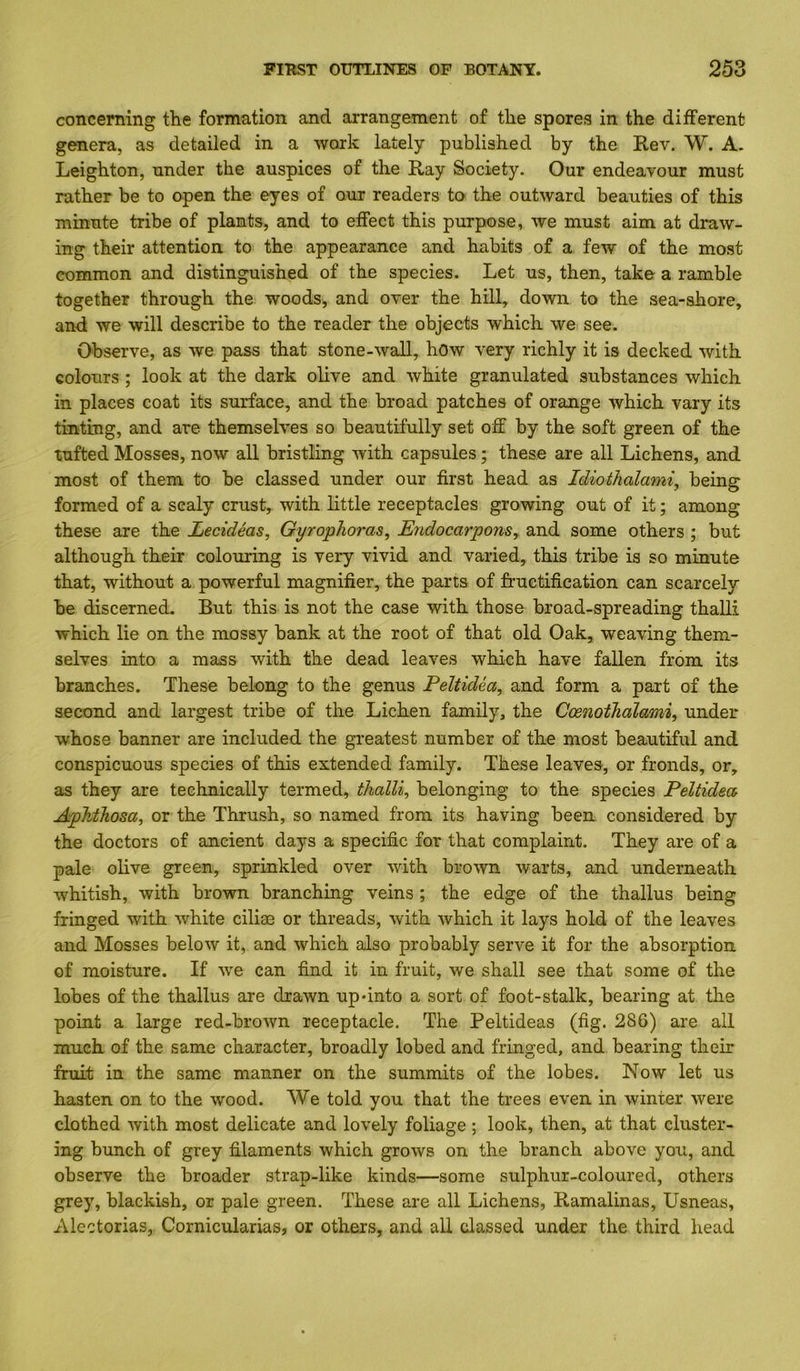 concerning the formation and arrangement of the sporeg in the different genera, as detailed in a work lately published by the Rev. W. A. Leighton, under the auspices of the Ray Society. Our endeavour must rather be to open the eyes of our readers to the outward beauties of this minute tribe of plants, and to effect this purpose, we must aim at draw- ing their attention to the appearance and habits of a few of the most common and distinguished of the species. Let us, then, take a ramble together through the woods, and over the hill, down to the sea-shore, and we will describe to the reader the objects which we see. Observe, as we pass that stone-wall, hOw very richly it is decked with colours; look at the dark olive and white granulated substances which in places coat its surface, and the broad patches of orange which vary its tinting, and are themselves so beautifully set off by the soft green of the tufted Mosses, now all bristling with capsules; these are all Lichens, and most of them to be classed under our first head as Idiothalami, being formed of a scaly crust, with little receptacles growing out of it; among these are the Lecideas, Gyrophoras, Eridocarpons, and some others ; but although their colouring is very vivid and varied, this tribe is so minute that, without a powerful magnifier, the parts of fructification can scarcely be discerned. But this is not the case with those broad-spreading thalli which lie on the mossy bank at the root of that old Oak, weaving them- selves into a mass with the dead leaves which have fallen from its branches. These belong to the genus Peltidea, and form a part of the second and largest tribe of the Lichen family, the Ccenothdlami^ under whose banner are included the greatest number of the most beautiful and conspicuous species of this extended family. These leaves, or fronds, or, as they are technically termed, thalli^ belonging to the species Peltidea, AphtJiosa, or the Thrush, so named from its having been, considered by the doctors of ancient days a specific for that complaint. They are of a pale olive green, sprinkled over with brown warts, and underneath whitish, with brown branching veins ; the edge of the thallus being fringed with white ciliae or threads, with which it lays hold of the leaves and Mosses below it, and which also probably serve it for the absorption of moisture. If we can find it in fruit, we shall see that some of the lobes of the thallus are drawn up-into a sort of foot-stalk, bearing at the point a large red-brown receptacle. The Peltideas (fig. 286) are all much of the same character, broadly lobed and fringed, and bearing their fruit in the same manner on the summits of the lobes. Now let us hasten on to the wood. We told you that the trees even in winter were clothed with most delicate and lovely foliage ; look, then, at that cluster- ing bunch of grey filaments which grows on the branch above you, and observe the broader strap-like kinds—some sulphur-coloured, others grey, blackish, or pale green. These are all Lichens, Ramalinas, Usneas, Alectorias, Cornicularias, or others, and all classed under the third head