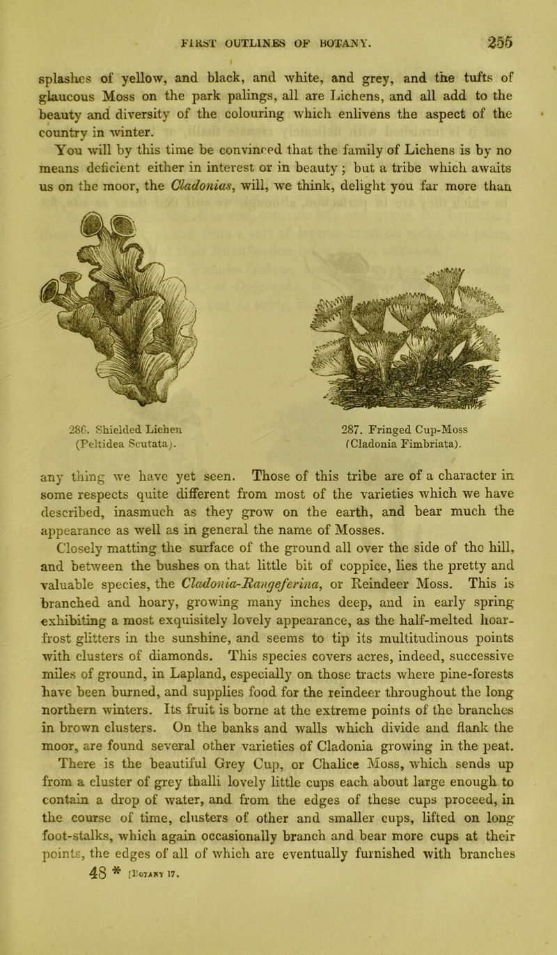 splashes of yellow, and black, and white, and grey, and the tufts of glaucous Moss on the park palings, all are Lichens, and all add to the beauty and diversity of the colouring which enlivens the aspect of the country in winter. You wdll by this time be convinced that the family of Lichens is by no means deficient either in interest or in beauty; but a tribe which awaits us on the moor, the Cladonias, will, we think, delight you far more than 28G. Shielded Lichen 287. Fringed Cup-Moss (Peltidea Scutata). fCladonia Fimhriata). any thing we have yet seen. Those of this tribe are of a character in some respects quite dififerent from most of the varieties which we have described, inasmuch as they grow on the earth, and bear much the appearance as well as in general the name of Mosses. Closely matting the surface of the ground all over the side of the hill, and between the bushes on that little bit of coppice, lies the pretty and valuable species, the Cladonia-Itangeferina, or Reindeer Moss. This is branched and hoary, growing many inches deep, and in early spring exhibiting a most exquisitely lovely appearance, as the half-melted hoar- frost glitters in the sunshine, and seems to tip its multitudinous points with clusters of diamonds. This species covers acres, indeed, successive miles of ground, in Lapland, especially on those tracts where pine-forests have been burned, and supplies food for the reindeer throughout the long northern winters. Its fruit is borne at the extreme points of the branches in brown clusters. On the banks and walls which divide and flank the moor, are found several other varieties of Cladonia growing in the peat. There is the beautiful Grey Cup, or Chalice Moss, which sends up from a cluster of grey thalli lovely little cups each about large enough to contain a drop of water, and from the edges of these cups proceed, in the course of time, clusters of other and smaller cups, lifted on long- foot-stalks, which again occasionally branch and bear more cups at their points, the edges of all of which are eventually furnished with branches 48* [l;OTA^Y 17.