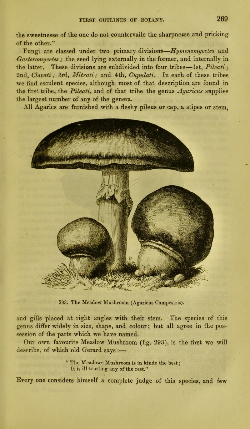 the sweetnesse of the one do not counkervaile the sharpnesse and pricking of the other.” Fungi are classed under two primary divisions—Hynienomycetes and Gasteromycetes ; the seed lying externally in the former, and internally in the latter. These divisions are subdivided into four tribes—1st, Pileati; 2nd, Clavati; 3rd, Mitrati; and 4th, Cupulati. In each of these tribes we find esculent species, although most of that description are found in the first tribe, the Pileati^ and of that tribe the genus Agaricus supplies the largest number of any of the genera. All Agarics are furnished with a fleshy pile us or cap, a stipes or stem. 293. The Meadow Mushroom (Agaricus Campestris). and gills placed at right angles with their stem. The species of this genus differ widely in size, shape, and colour; but all agree in the pos- session of the parts which we have named. Our own favourite Meadow Mushroom (fig. 293), is the first we will describe, of which old Gerard says :— “ The Meadowe Mushroom is in kinde the best; It is ill trusting any of the rest.” Every one considers himself a complete judge of this species, and few