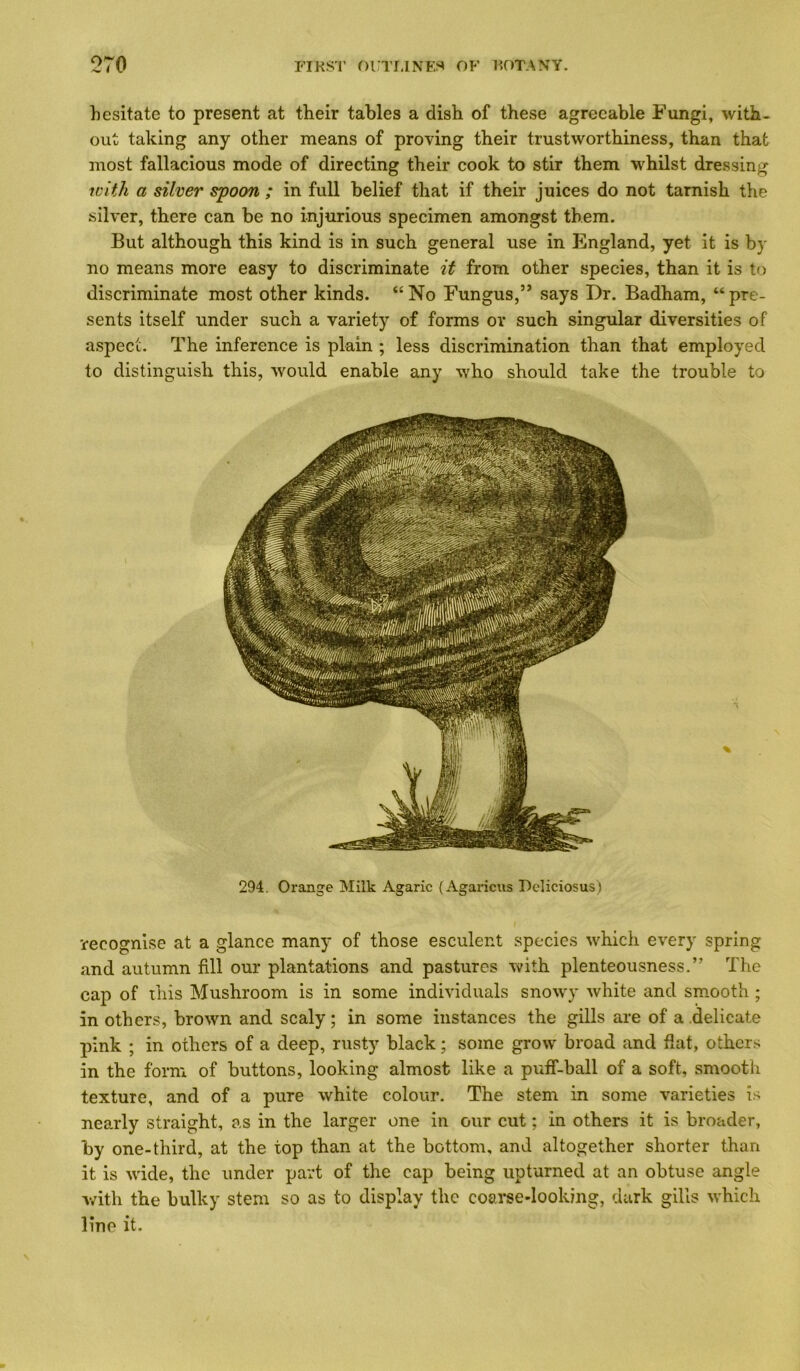 liesitate to present at their tables a dish of these agreeable Fungi, with- out taking any other means of proving their trustworthiness, than that most fallacious mode of directing their cook to stir them whilst dressing xcith a silver spoon ; in full belief that if their juices do not tarnish the silver, there can be no injurious specimen amongst them. But although this kind is in such general use in England, yet it is by no means more easy to discriminate it from other species, than it is to discriminate most other kinds. “No Fungus,” says Dr. Badham, “pre- sents itself under such a variety of forms or such singular diversities of aspect. The inference is plain ; less discrimination than that employed to distinguish this, would enable any who should take the trouble to 294. Orange Milk Agaric (Agaricus Peliciosus) recognise at a glance many of those esculent species which every spring and autumn fill our plantations and pastures with plenteousness.” The cap of this Mushroom is in some individuals sno\vy white and smooth ; in others, brown and scaly; in some instances the gills are of a delicate pink ; in others of a deep, rusty black; some grow broad and flat, others in the form of buttons, looking almost like a putf-ball of a soft, smooth texture, and of a pure white colour. The stem in some varieties is nearly straight, as in the larger one in our cut; in others it is broader, by one-third, at the top than at the bottom, and altogether shorter than it is wide, the under part of the cap being upturned at an obtuse angle v/itli the bulky stem so as to display the coavse-looking, dark gills which line it.