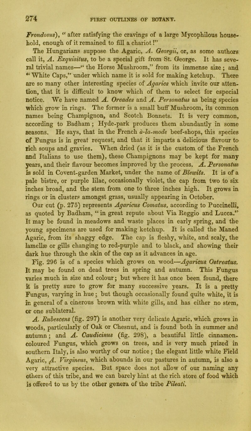 Frondosus)y after satisfying the cra\ings of a large Mycophilous house- hold, enough of it remained to fill a chariot!” The Hungarians suppose the Agaric, A. Oeorgii, or, as some authors call it, A. Exquisitus, to be a special gift from St. George. It has seve- ral trivial names—“ the Horse Mushroom,” from its immense size ; and “ White Caps,” under which name it is sold for making ketchup. There are so many other interesting species of Agarics which invite our atten- tion, that it is difiicult to know which of them to select for especial notice. We have named A. Oreades and A. Personatus as being species which grow in rings. The former is a small bufi* Mushroom, its common names being Champignon, and Scotch Bonnets. It is very common, according to Badham; Hyde-park produces them abundantly in some seasons. He says, that in the French a-la-mode beef-shops, this species of Fungus is in great request, and that it imparts a delicious flavour to rich soups and gravies. When dried (as it is the custom of the French and Italians to use them), these Champignons may be kept for many years, and their flavour becomes improved by the process. A, Personatus is sold in Covent-garden Market, under the name of Blewits. It is of a pale bistre, or purple lilac, occasionally violet, the cap from two to six inches broad, and the stem from one to three inches high. It grows in rings or in clusters amongst grass, usually appearing in October. Our cut (p. 275) represents Agaricus Comatus, according to PuccineUi, as quoted by Badham, “ in great repute about Via Reggio and Lucca.” It may be found in meadows and waste places in early spring, and the young specimens are used for making ketchup. It is called the Maned Agaric, from its shaggy edge. The cap is fleshy, white, and scaly, the lamellse or gills changing to red-purple and to black, and showing their dark hue through the skin of the cap as it advances in age. Fig. 296 is of a species which grows on wood—Agaricus Ostreatus, It may be found on dead trees in spring and autumn. This Fungus varies much in size and colour; but where it has once been found, there it is pretty sure to grow for many successive years. It is a pretty Fungus, varying in hue; but though occasionally found quite white, it is in general of a cinerous brown with white gills, and has either no stem, or one sublateral. A. Buhescens (fig. 297) is another very delicate Agaric, which grows in woods, particularly of Oak or Chesnut, and is found both in summer and autumn; and A. Caudicinus (fig. 298), a beautiful little cinnamon- coloured Fungus, which grows on trees, and is very much prized in southern Italy, is also worthy of our notice; the elegant little white Field Agaric, A. Virgineus, which abounds in our pastures in autumn, is also a very attractive species. But space does not allow of our naming any others of this tribe, and we can barely hint at the rich store of food which is offered to us by the other genera of the tribe Pileati.