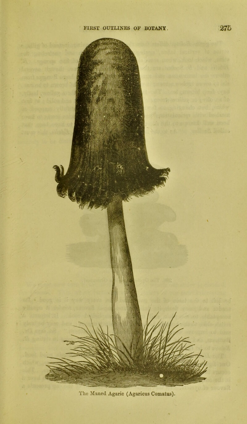 The Maned Agaric (Agaricus Comatus).