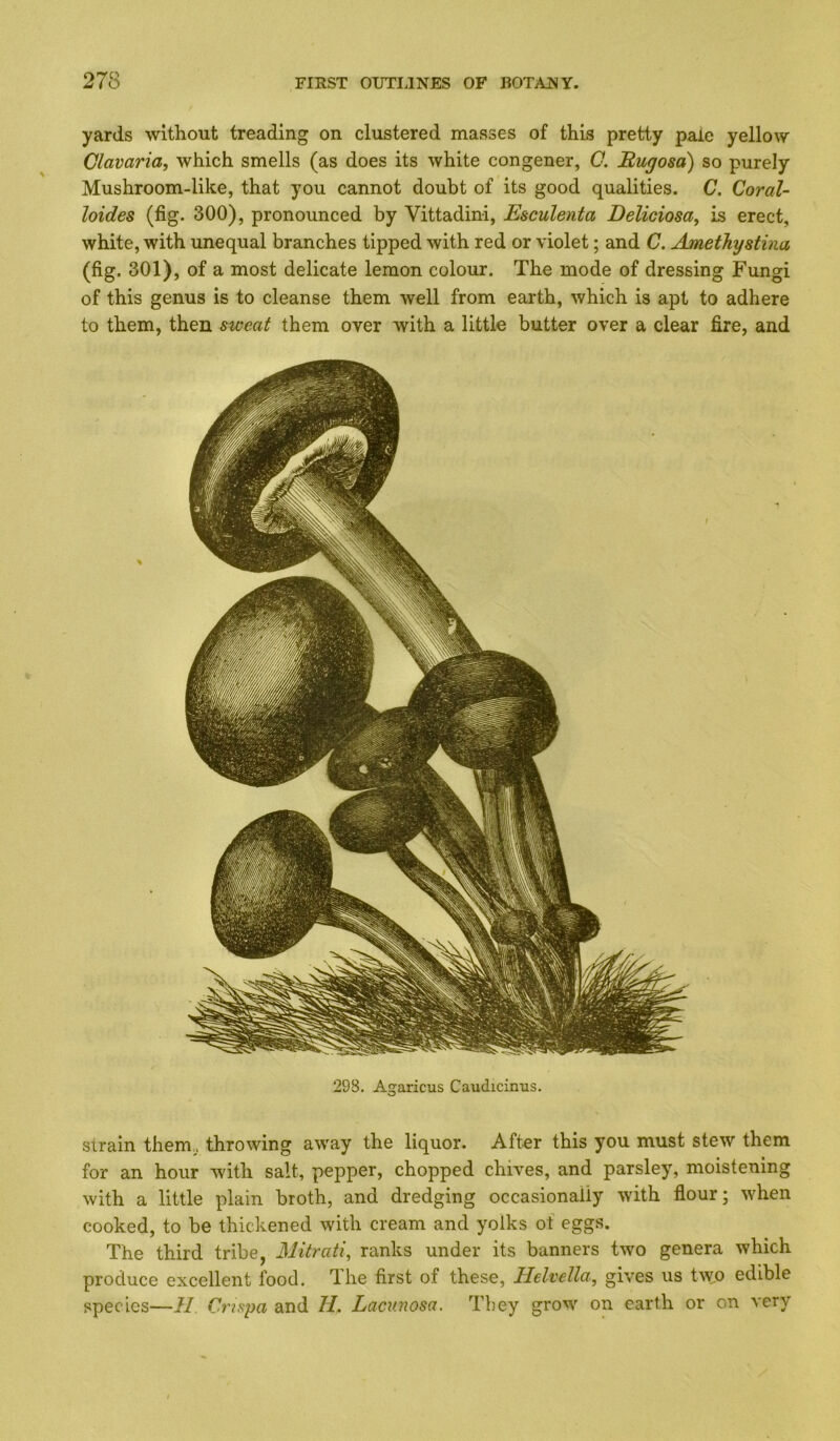 yards without treading on clustered masses of this pretty pale yellow Glavaria, which smells (as does its white congener, C. Bugosa) so purely Mushroom-like, that you cannot doubt of its good qualities. C. Coral- hides (fig. 300), pronounced by Vittadini, Esculenta Deliciosa, is erect, white, with unequal branches tipped with red or violet; and C. Ameihystina (fig. 301), of a most delicate lemon colour. The mode of dressing Fungi of this genus is to cleanse them well from earth, which is apt to adhere to them, then sweat them over with a little butter over a clear fire, and 298, Agaricus Caudicinus. strain them,, throwing away the liquor. After this you must stew them for an hour with salt, pepper, chopped chives, and parsley, moistening with a little plain broth, and dredging occasionally with flour; when cooked, to be thickened with cream and yolks ot eggs. The third tribe, Mitrati, ranks under its banners two genera which produce excellent food. The first of these, Helvella, gives us tAVO edible species—II Cnspa and //. Lacunosa. They grow on earth or on very