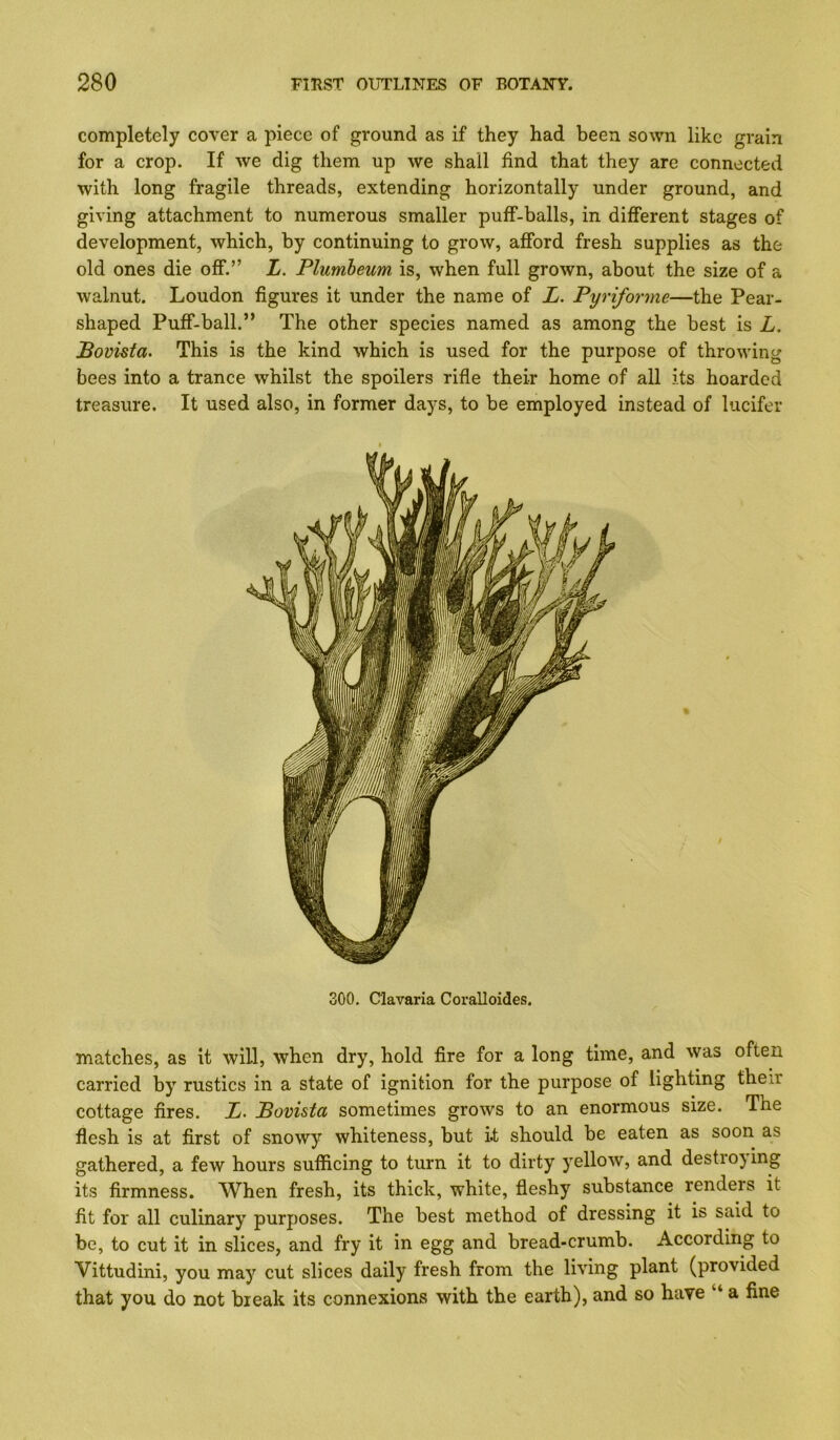 completely cover a piece of ground as if they had been sown like grain for a crop. If we dig them up we shall find that they are connected with long fragile threads, extending horizontally under ground, and giving attachment to numerous smaller puff-balls, in different stages of development, which, by continuing to grow, afford fresh supplies as the old ones die off.” L. Plumbeum is, when full grown, about the size of a walnut. Loudon figures it under the name of L. Pyriforme—the Pear- shaped Puff-ball.” The other species named as among the best is L. Bovista. This is the kind which is used for the purpose of throwing bees into a trance whilst the spoilers rifle their home of all its hoarded treasure. It used also, in former days, to be employed instead of lucifer 300. Clavaria Coralloides. matches, as it will, when dry, hold fire for a long time, and was often carried by rustics in a state of ignition for the purpose of lighting their cottage fires. L. Bovista sometimes grows to an enormous size. The flesh is at first of snowy whiteness, but i.t should be eaten as soon as gathered, a few hours sufficing to turn it to dirty yellow, and destiojing its firmness. When fresh, its thick, white, fleshy substance renders it fit for all culinary purposes. The best method of dressing it is said to be, to cut it in slices, and fry it in egg and bread-crumb. According to Vittudini, you may cut slices daily fresh from the living plant (provided that you do not break its connexions with the earth), and so have “ a fine