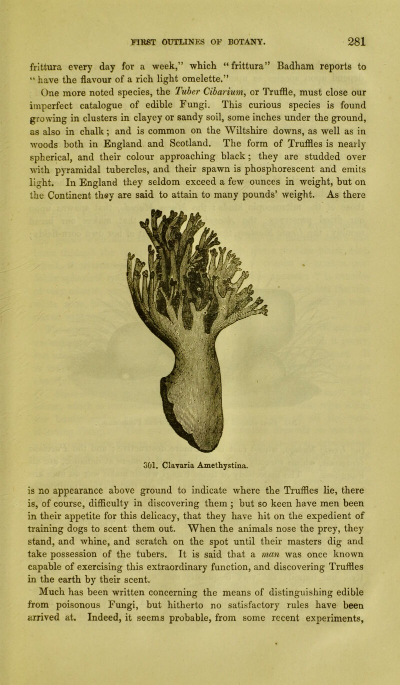frittura every day for a week,” which “frittura” Badham reports to “ have the flavour of a rich light omelette.” One more noted species, the Tuber Cihariumy or Truffle, must close our imperfect catalogue of edible Fungi. This curious species is found growing in clusters in clayey or sandy soil, some inches under the ground, as also in chalk; and is common on the Wiltshire downs, as well as in woods both in England and Scotland. The form of Truffles is nearly spherical, and their colour approaching black; they are studded over M'ith pyramidal tubercles, and their spawn is phosphorescent and emits light. In England they seldom exceed a few ounces in weight, but on the Continent they are said to attain to many pounds’ weight. As there 301. Clavaria Ametliystma. is no appearance above ground to indicate where the Truffles lie, there is, of course, difficulty in discovering them ; but so keen have men been in their appetite for this delicacy, that they have hit on the expedient of training dogs to scent them out. When the animals nose the prey, they stand, and whine, and scratch on the spot until their masters dig and take possession of the tubers. It is said that a man was once known capable of exercising this extraordinary function, and discovering Truffles in the earth by their scent. Much has been written concerning the means of distinguishing edible from poisonous Fungi, but hitherto no satisfactory rules have been arrived at. Indeed, it seems probable, from some recent experiments.