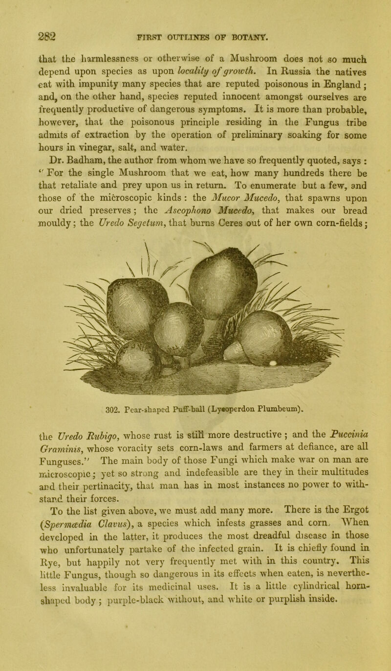 that the harmlessness or otherwise of a Mushroom does not so much depend upon species as upon locality of growth. In Russia the natives eat with impunity many species that are reputed poisonous in England; and, on the other hand, species reputed innocent amongst ourselves are frequently productive of dangerous symptoms. It is more than probable, however, that the poisonous principle residing in the Fungus tribe admits of extraction by the operation of preliminary soaking for some hours in vinegar, salt, and water. Dr. Badham, the author from whom we have so frequently quoted, says : *' For the single Mushroom that we eat, how many hundreds there be that retaliate and prey upon us in return. To enumerate but a few, and those of the microscopic kinds : the Mucor Mucedo, that spawns upon our dried preserves; the Ascophono Mucedo, that makes our bread mouldy; the Uredo Segetum, that burns Ceres out of her own corn-fields j 302. Pear-shaped Puff-ball (Ly«operdon Plumbeum). the Uredo Ruhigo, whose rust is still more destructive ; and the Ruccinia Grarninis, whose voracity sets corn-laws and farmers at defiance, are all Funguses.’' The main body of those Fungi which make war on man are microscopic; yet so strong and indefeasible are they in their multitudes and their pertinacity, that man has in most instances no power to with- stand their forces. To the list given above, we must add many more. There is the Ergot {Spermcddia Clavus), a species which infests grasses and corn. When developed in the latter, it produces the most dreadful disease in those who unfortunately partake of the infected grain. It is chiefly found in Rye, but happily not very frequently met with in this country. This little Fungus, though so dangerous in its effects when eaten, is neverthe- less invaluable for its medicinal uses. It is a little cylindrical horn- shaped body ; purple-black without, and white or purplish inside.